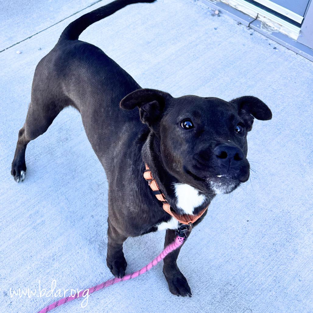 Enlarge Cheddar, a Adoptable Pit Bull Terrier in Cheyenne, WY image 2/2