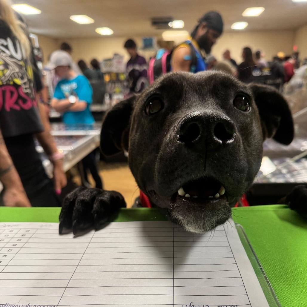 Cheddar, a Adoptable Pit Bull Terrier in Cheyenne, WY image 6/6