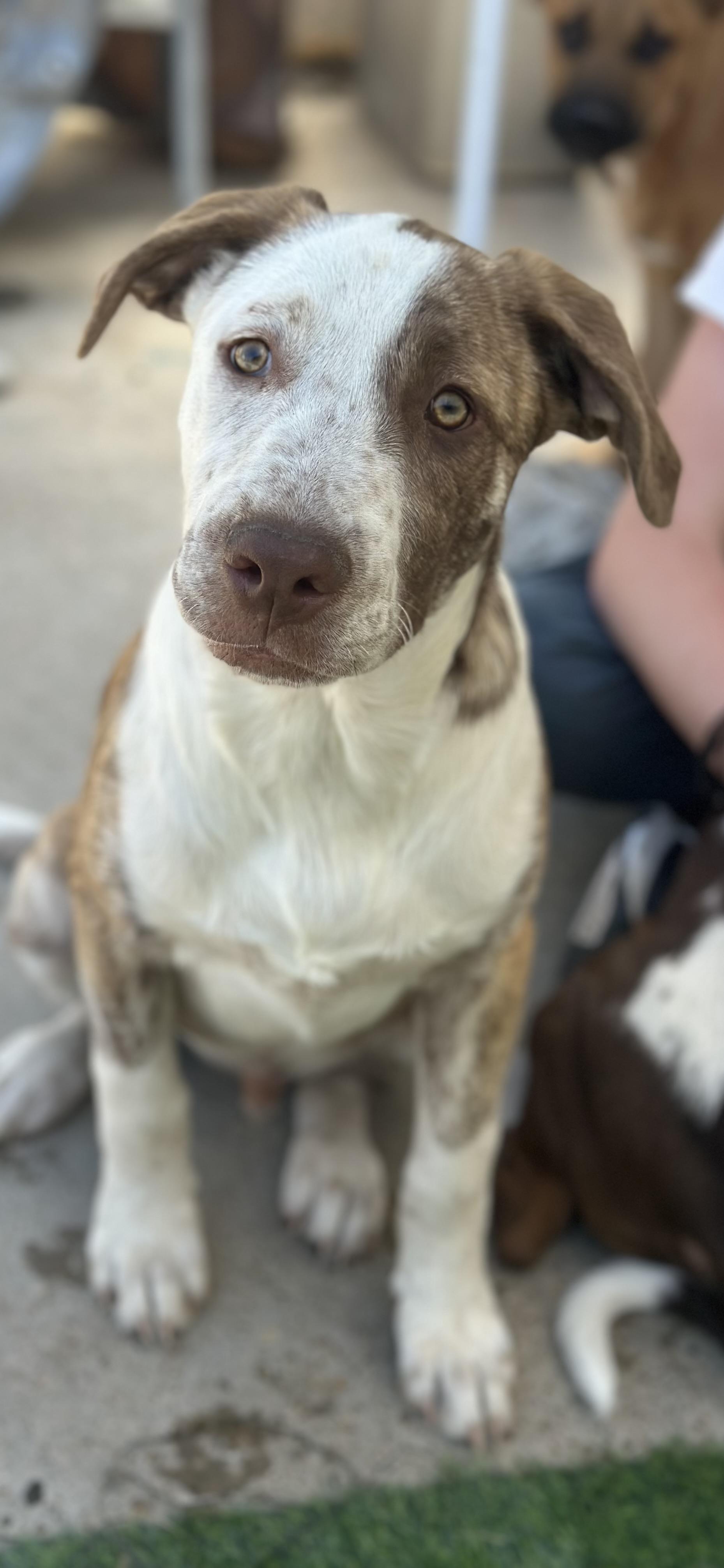 Dog for adoption - Atlas, a Labrador Retriever Mix in Cincinnati, OH ...