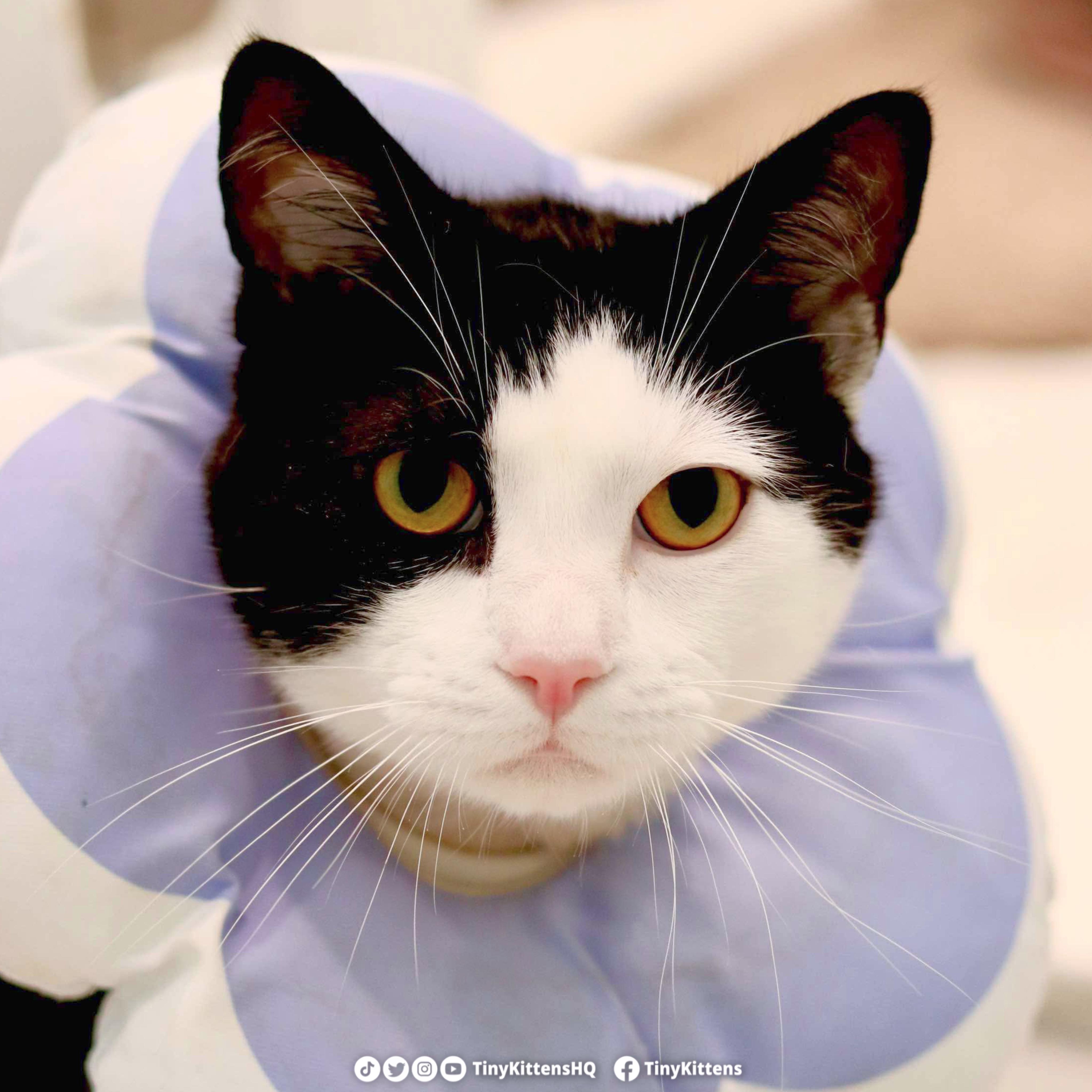 Enlarge Ihop, a Adoptable Domestic Short Hair in Langley, BC image 1/1