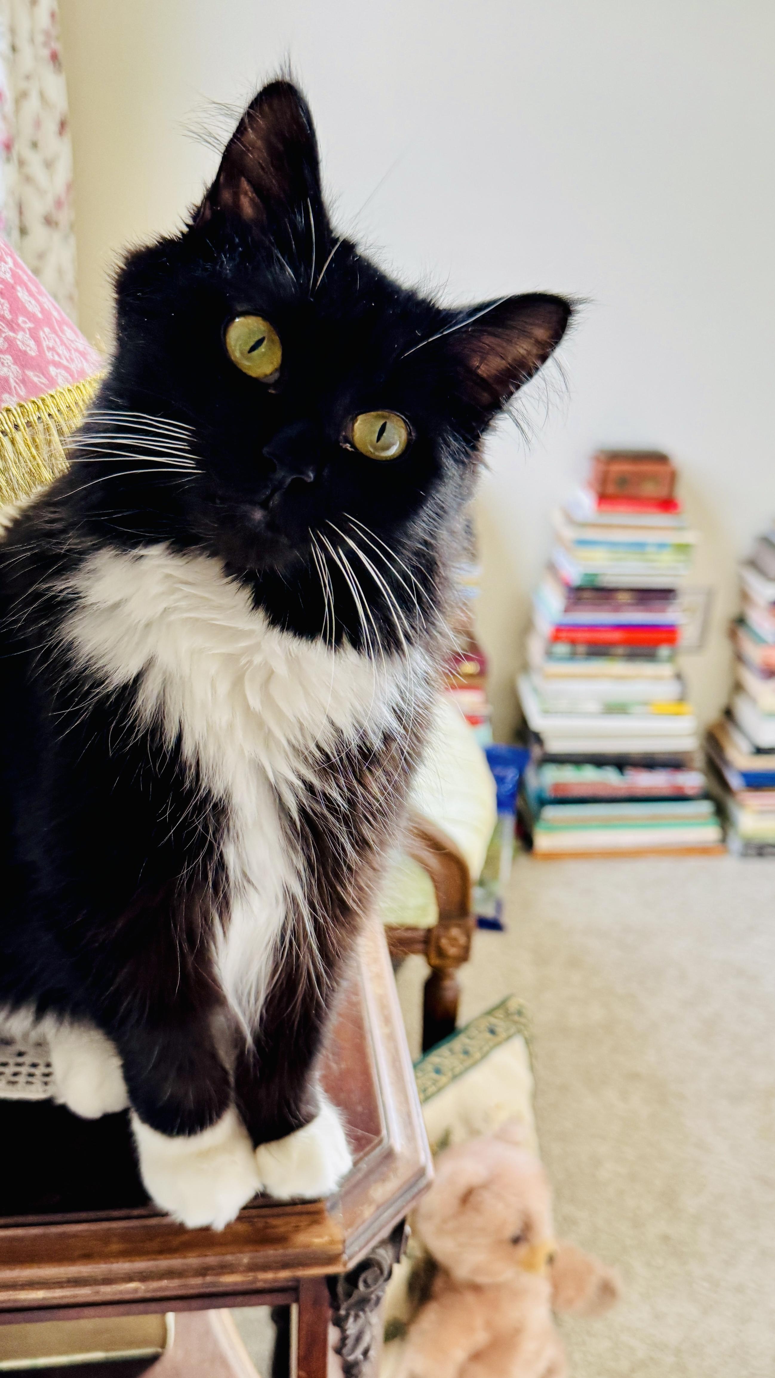Enlarge Tuxie, a ADOPTABLE mixed breed in Maryville, TN image 2/4
