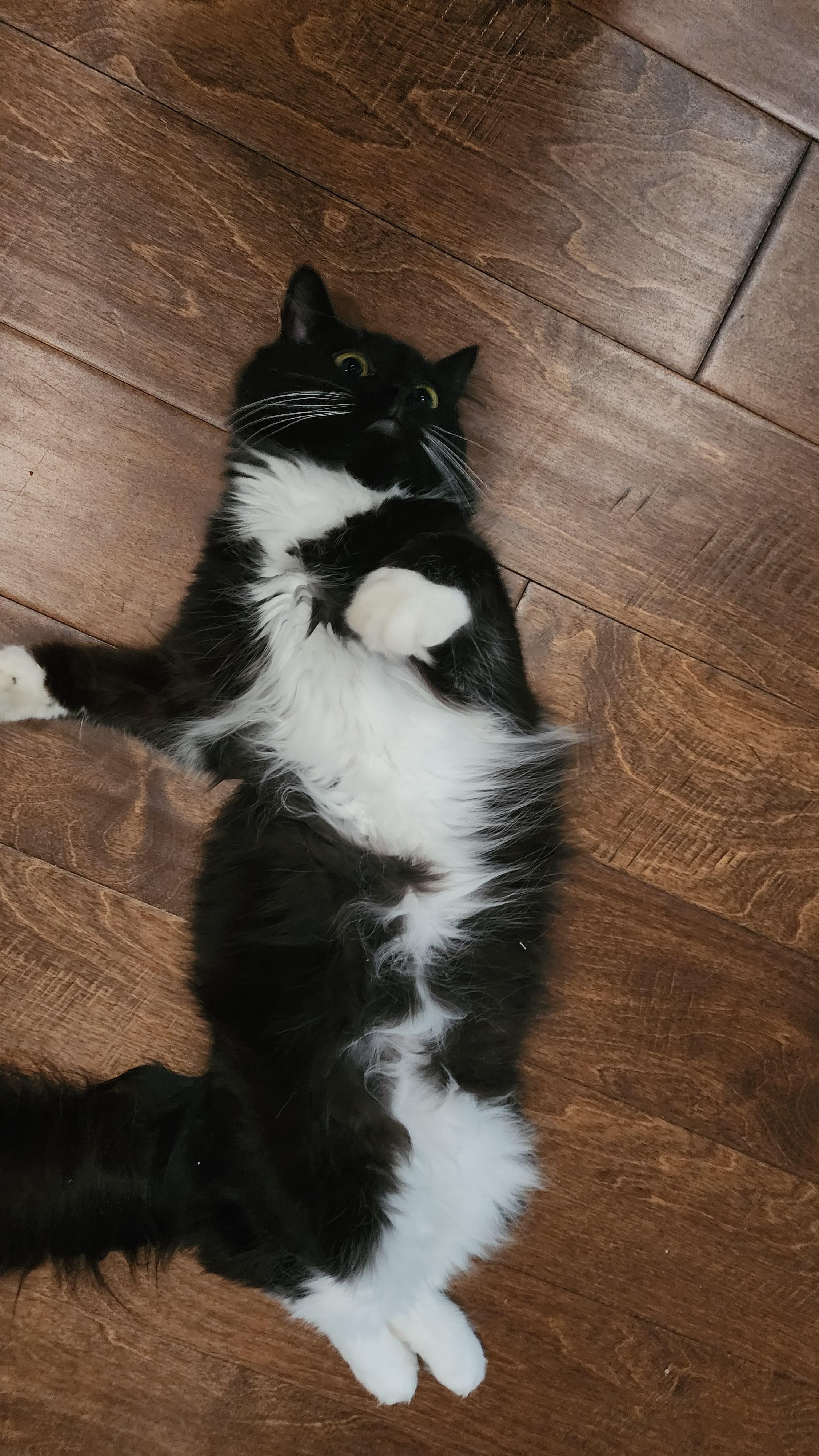 Enlarge Tuxie, a ADOPTABLE mixed breed in Maryville, TN image 4/4