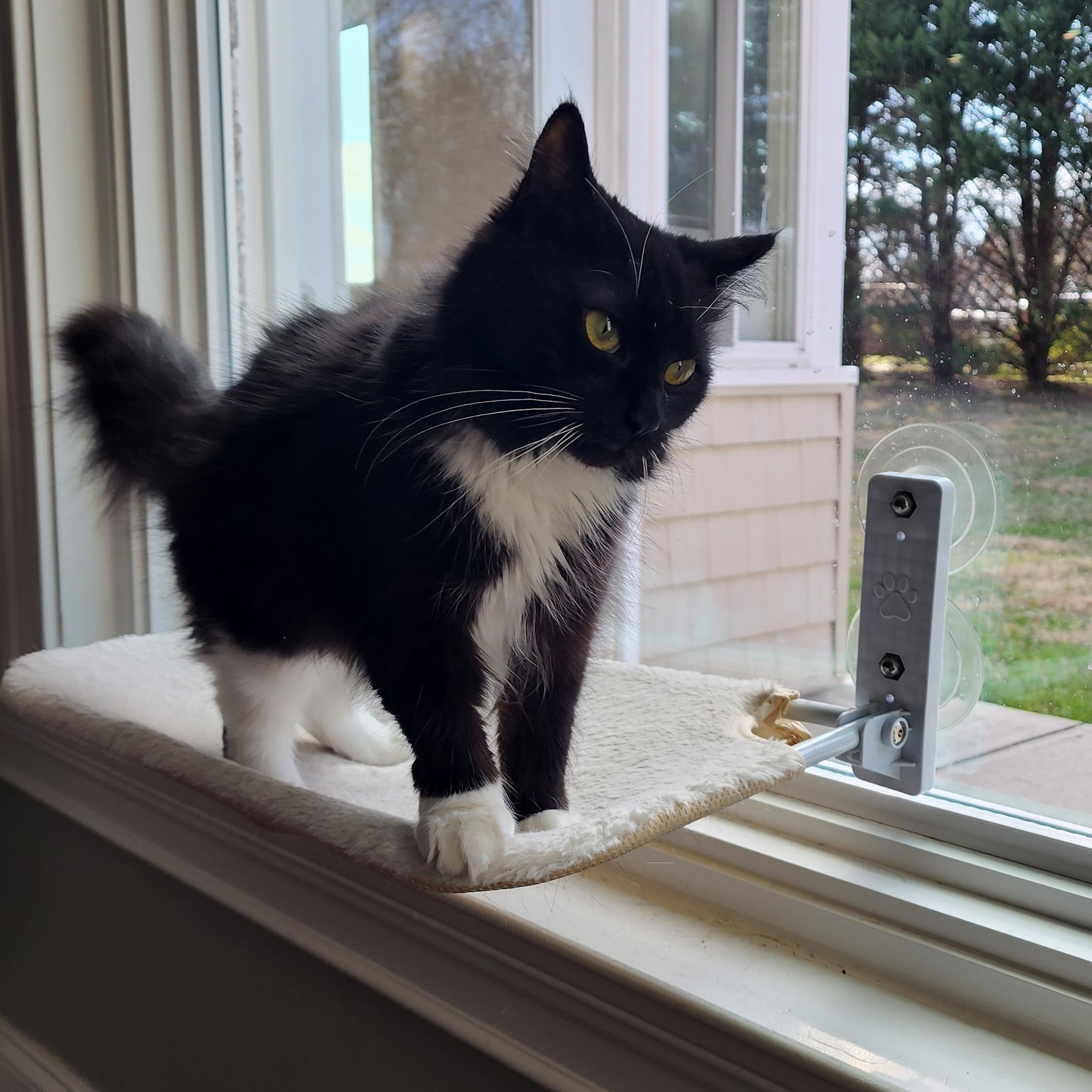 Enlarge Tuxie, a ADOPTABLE mixed breed in Maryville, TN image 3/4