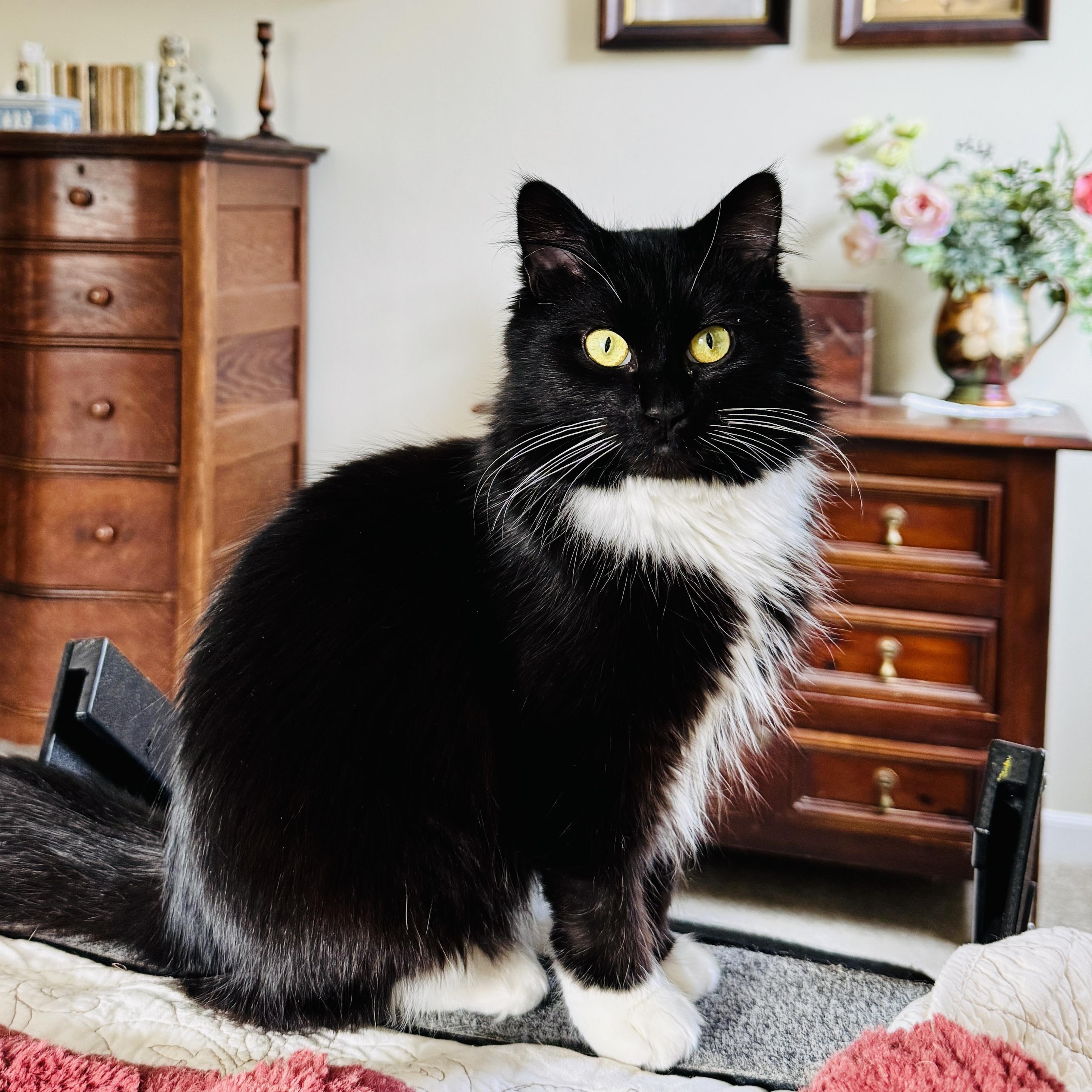 Enlarge Tuxie, a ADOPTABLE mixed breed in Maryville, TN image 1/4