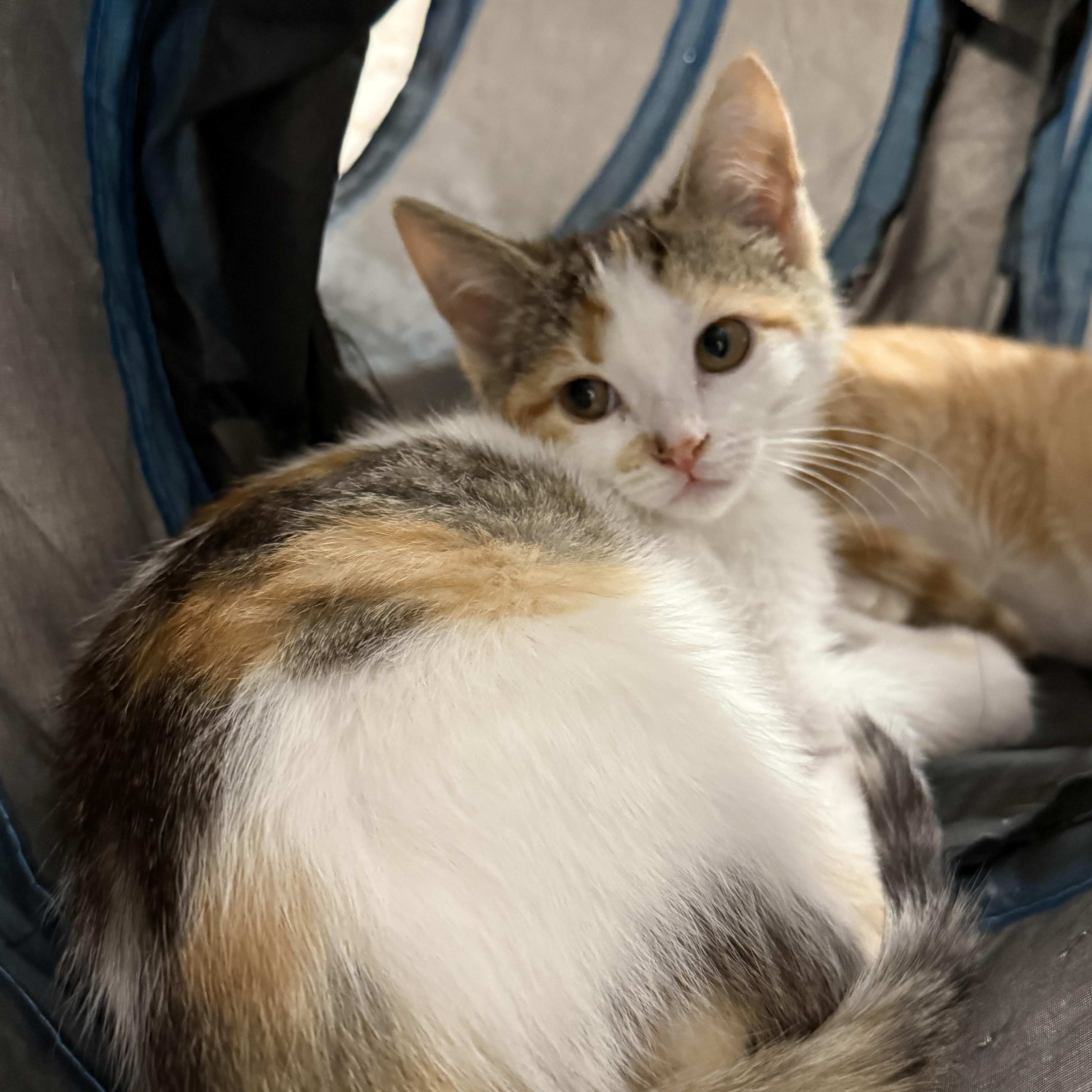 Primrose, an adopted Domestic Short Hair in Rochester Hills, MI image 2/6