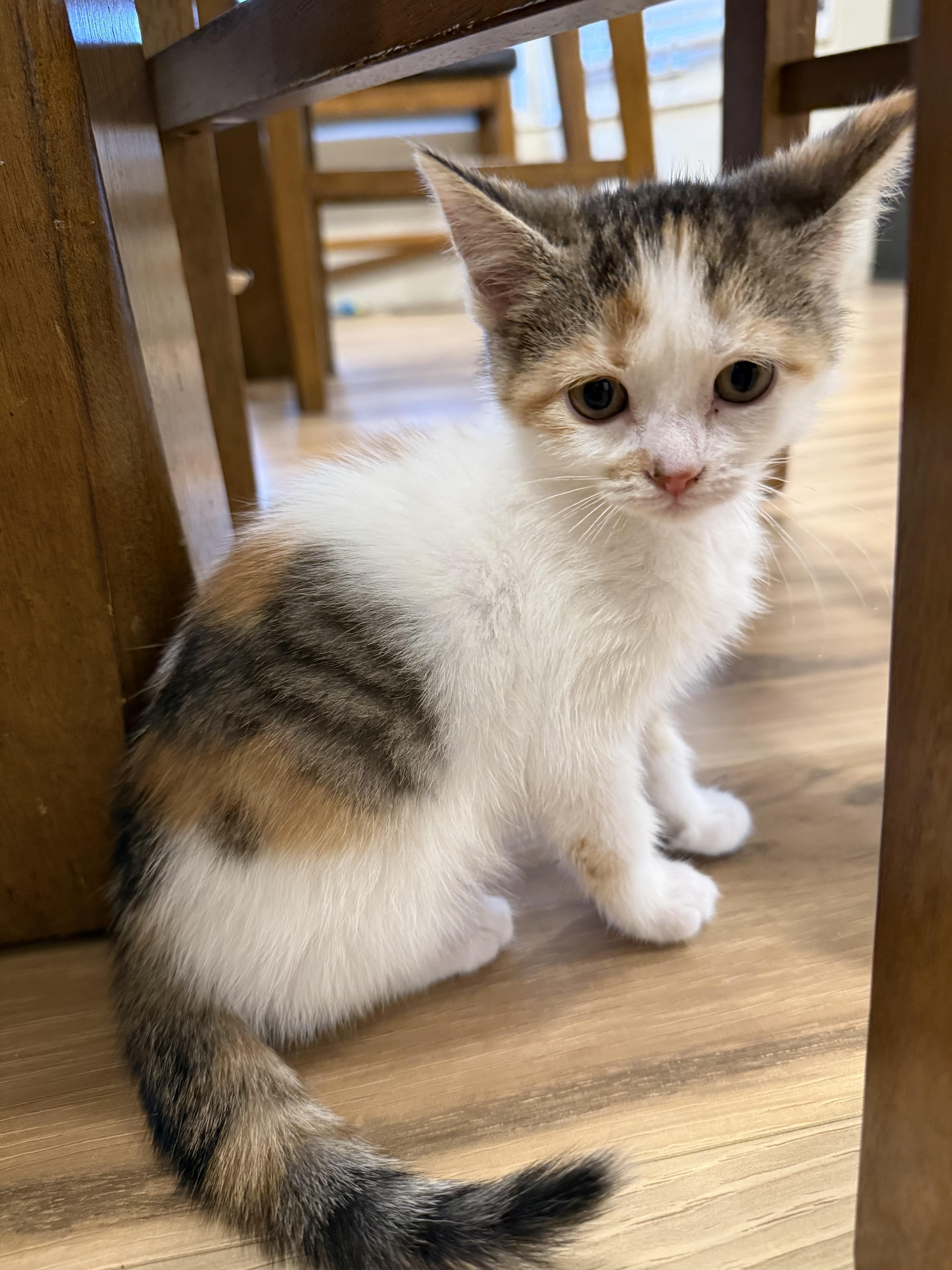 Primrose, an adopted Domestic Short Hair in Rochester Hills, MI image 4/6