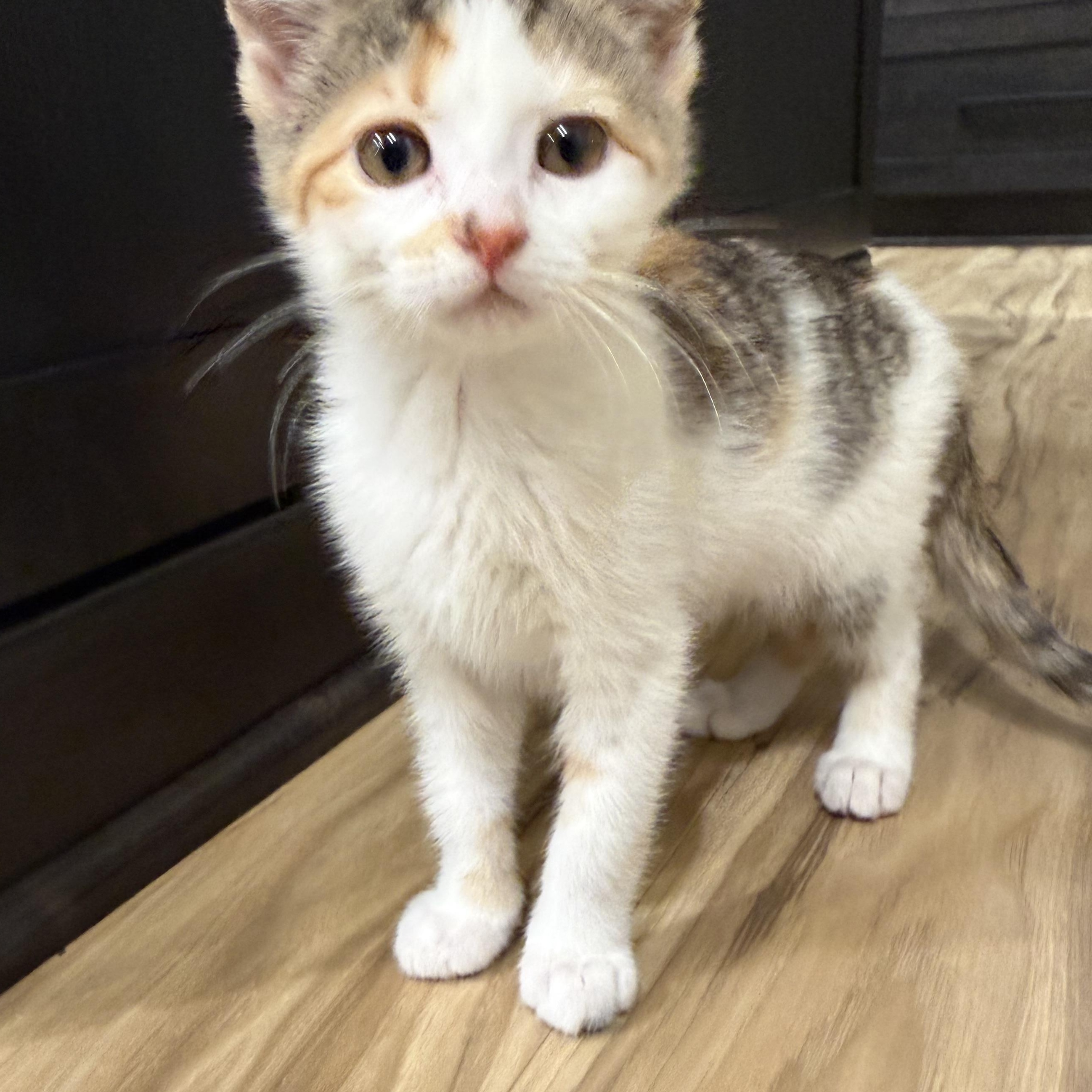 Primrose, an adopted Domestic Short Hair in Rochester Hills, MI image 5/6