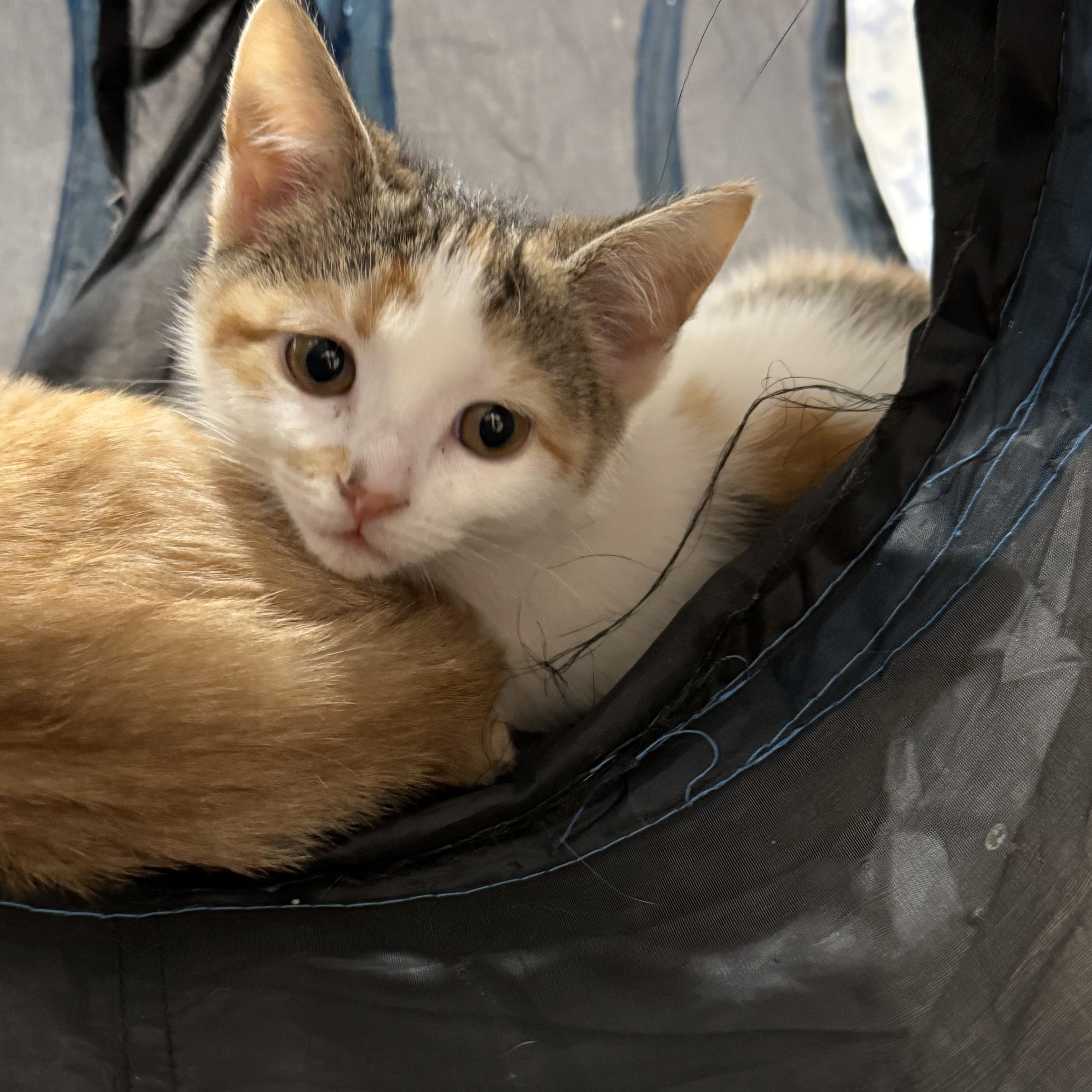 Primrose, an adopted Domestic Short Hair in Rochester Hills, MI image 1/6