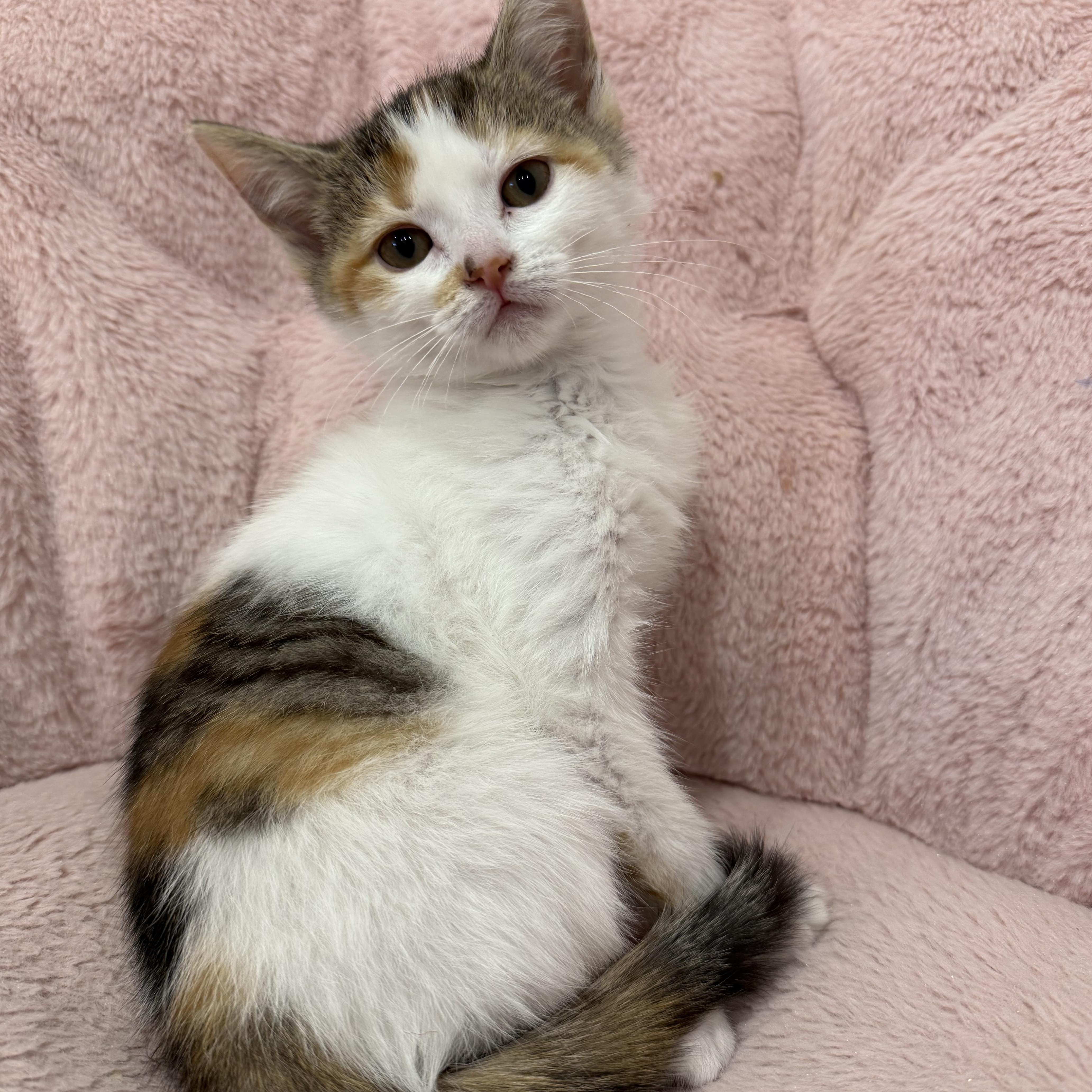 Primrose, an adopted Domestic Short Hair in Rochester Hills, MI image 3/6