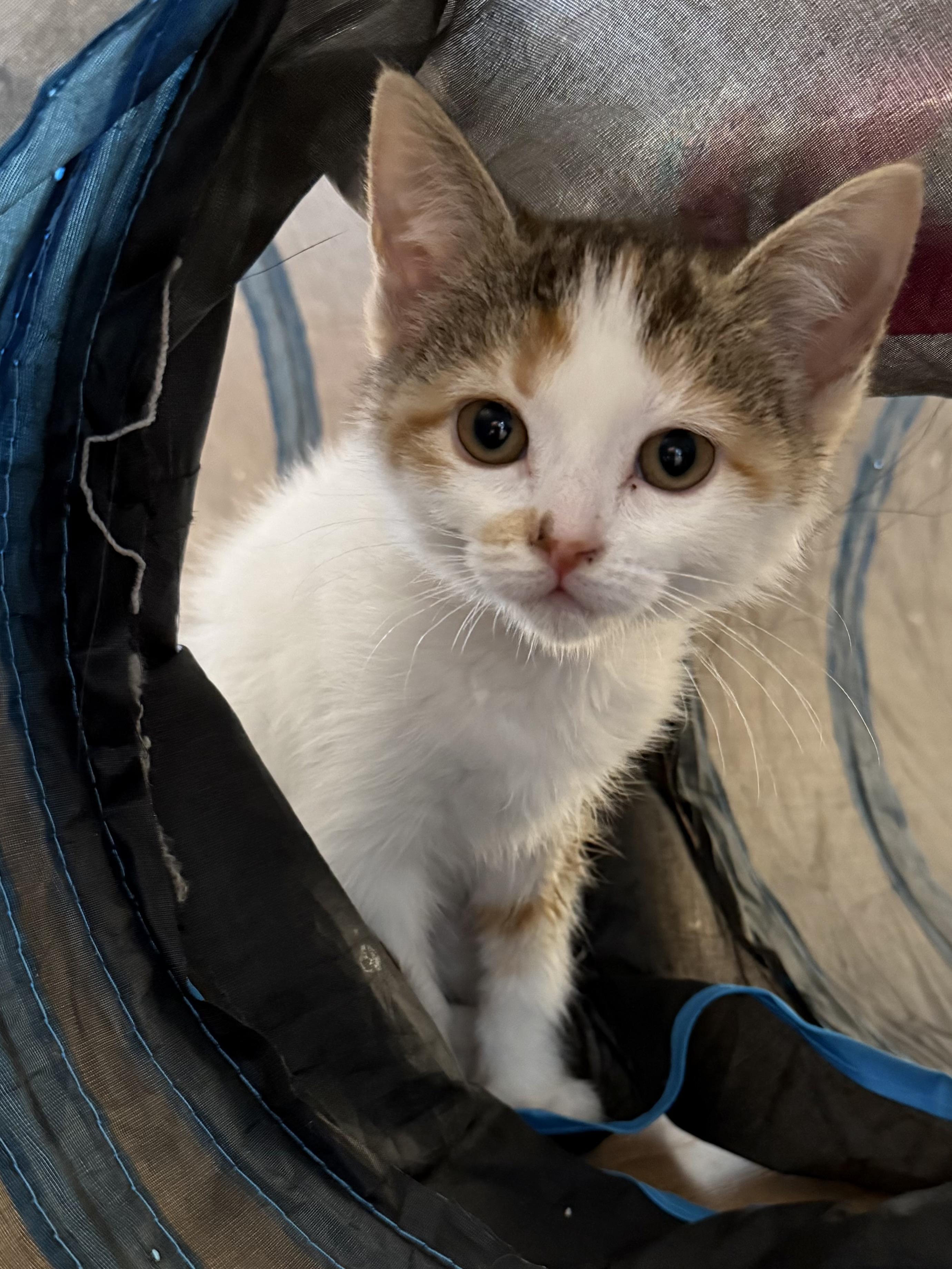 Primrose, an adopted Domestic Short Hair in Rochester Hills, MI image 6/6