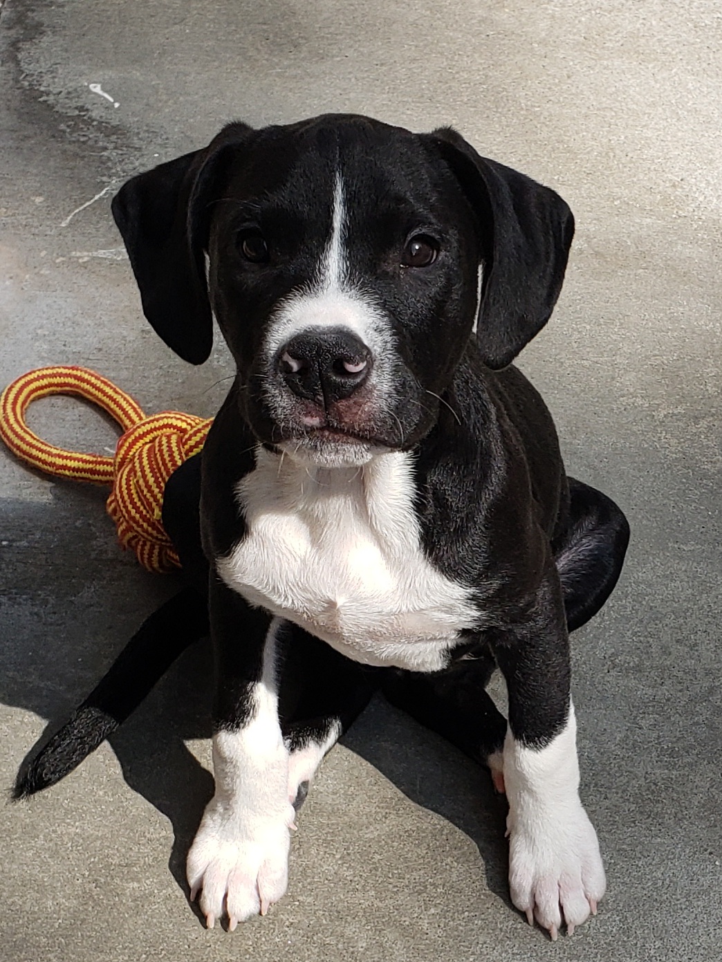 Enlarge Audi, a Adoptable mixed breed in Morganton, NC image 1/1