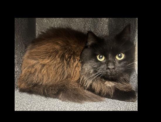 Noodles, adopted, Adult Male Domestic Long Hair.