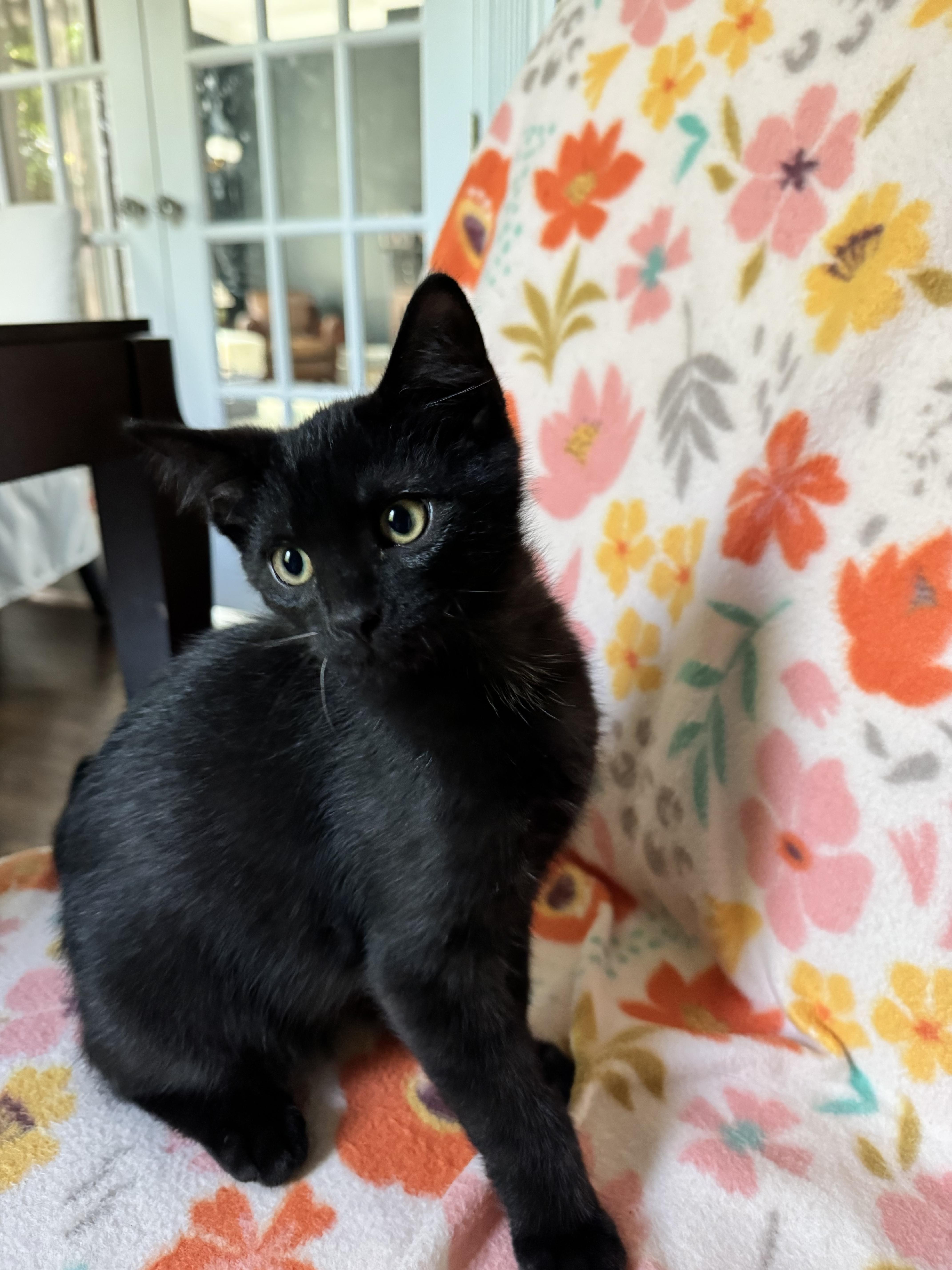 Boo, an adopted Domestic Short Hair in McDonald, PA image 2/2