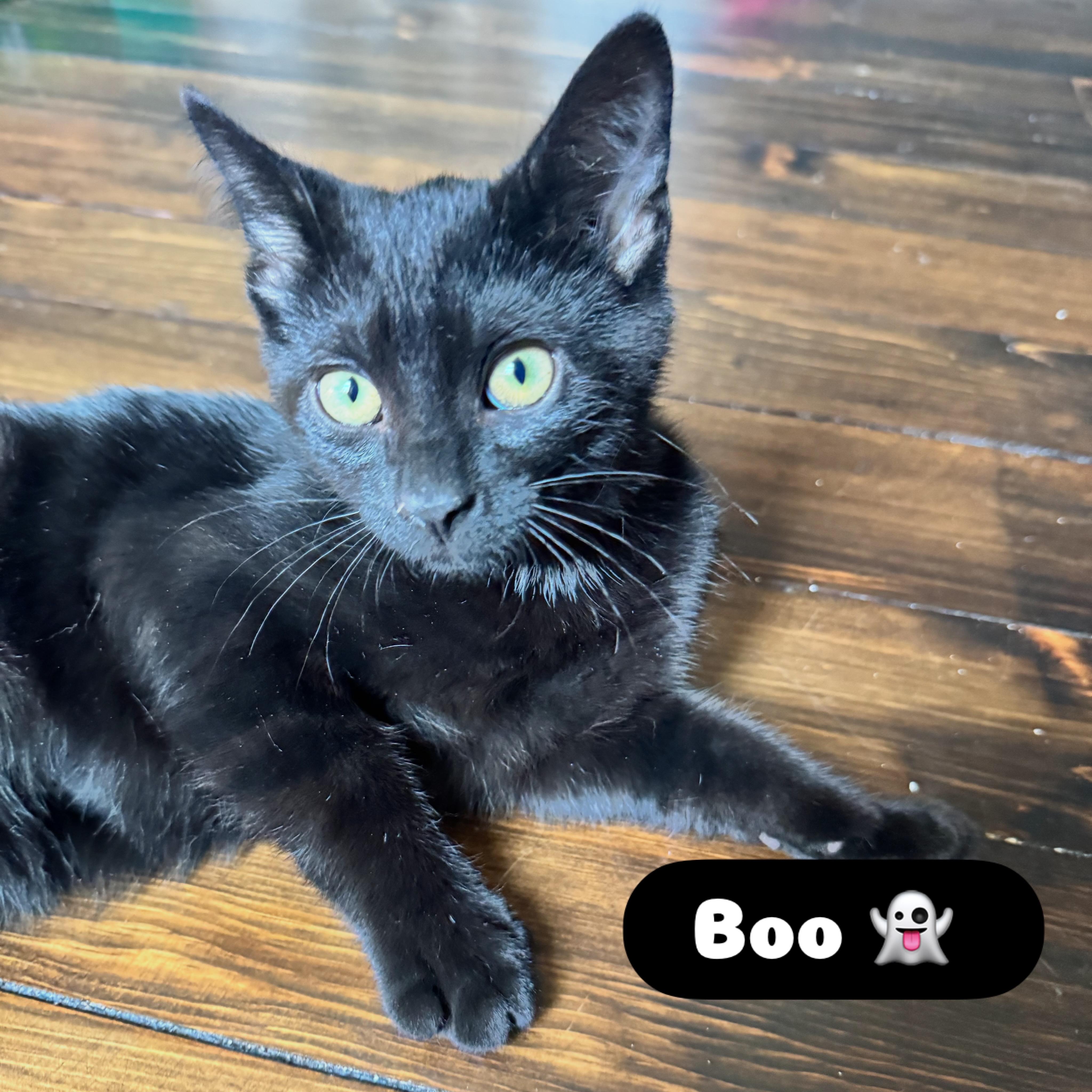 Boo, an adopted Domestic Short Hair in McDonald, PA image 1/2