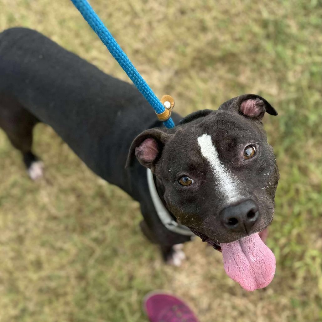 Badger, Adoptable, Adult Male Mixed Breed.