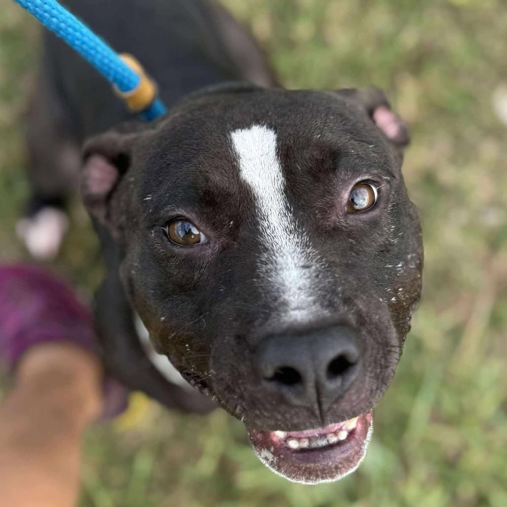 Enlarge Badger, a Adoptable Mixed Breed in Dickinson, TX image 2/6