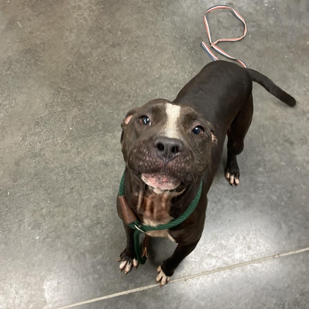 Enlarge Badger, a Adoptable Mixed Breed in Dickinson, TX image 3/6