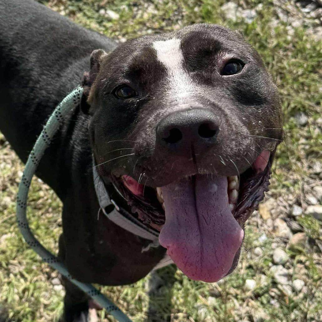 Enlarge Badger, a Adoptable Mixed Breed in Dickinson, TX image 4/6