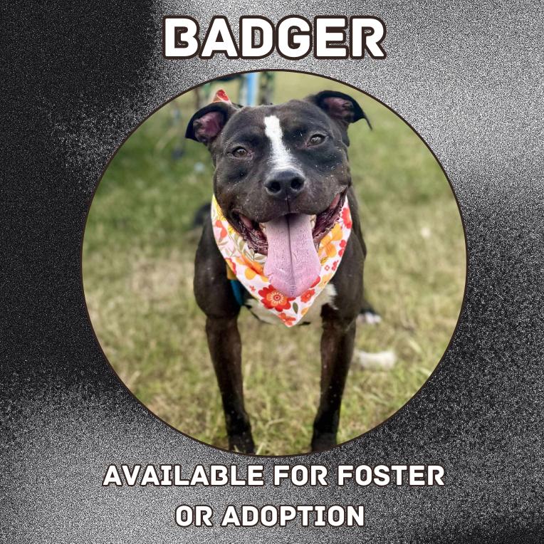 Enlarge Badger, a Adoptable Mixed Breed in Dickinson, TX image 5/6