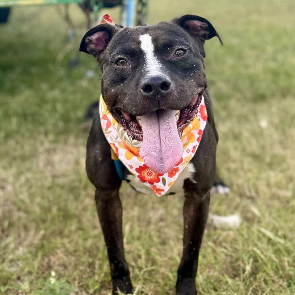 Enlarge Badger, a Adoptable Mixed Breed in Dickinson, TX image 5/6