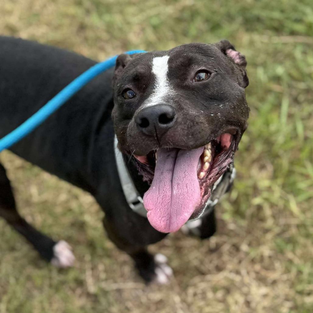 Enlarge Badger, a Adoptable Mixed Breed in Dickinson, TX image 6/6