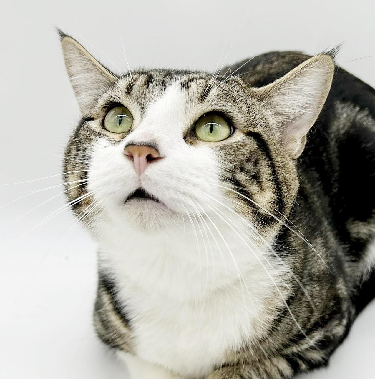 Enlarge Tiger is terrrifffficcc!!  Overlooked for NO reason!  THERAPY LAP KITTEN - VIDEOS, a Adoptable mixed breed in Bedford Hills, NY image 3/6