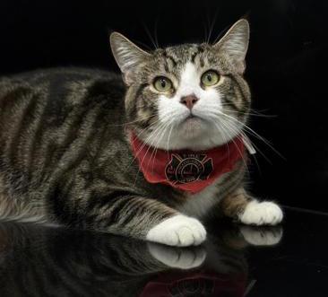 Enlarge Tiger is terrrifffficcc!!  Overlooked for NO reason!  THERAPY LAP KITTEN - VIDEOS, a Adoptable mixed breed in Bedford Hills, NY image 6/6