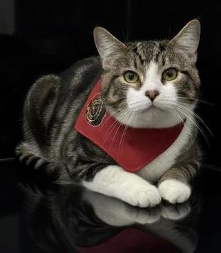 Tiger is terrrifffficcc!!  Overlooked for NO reason!  THERAPY LAP KITTEN - VIDEOS, Adoptable, Kitten Male Turkish Van & Bengal.