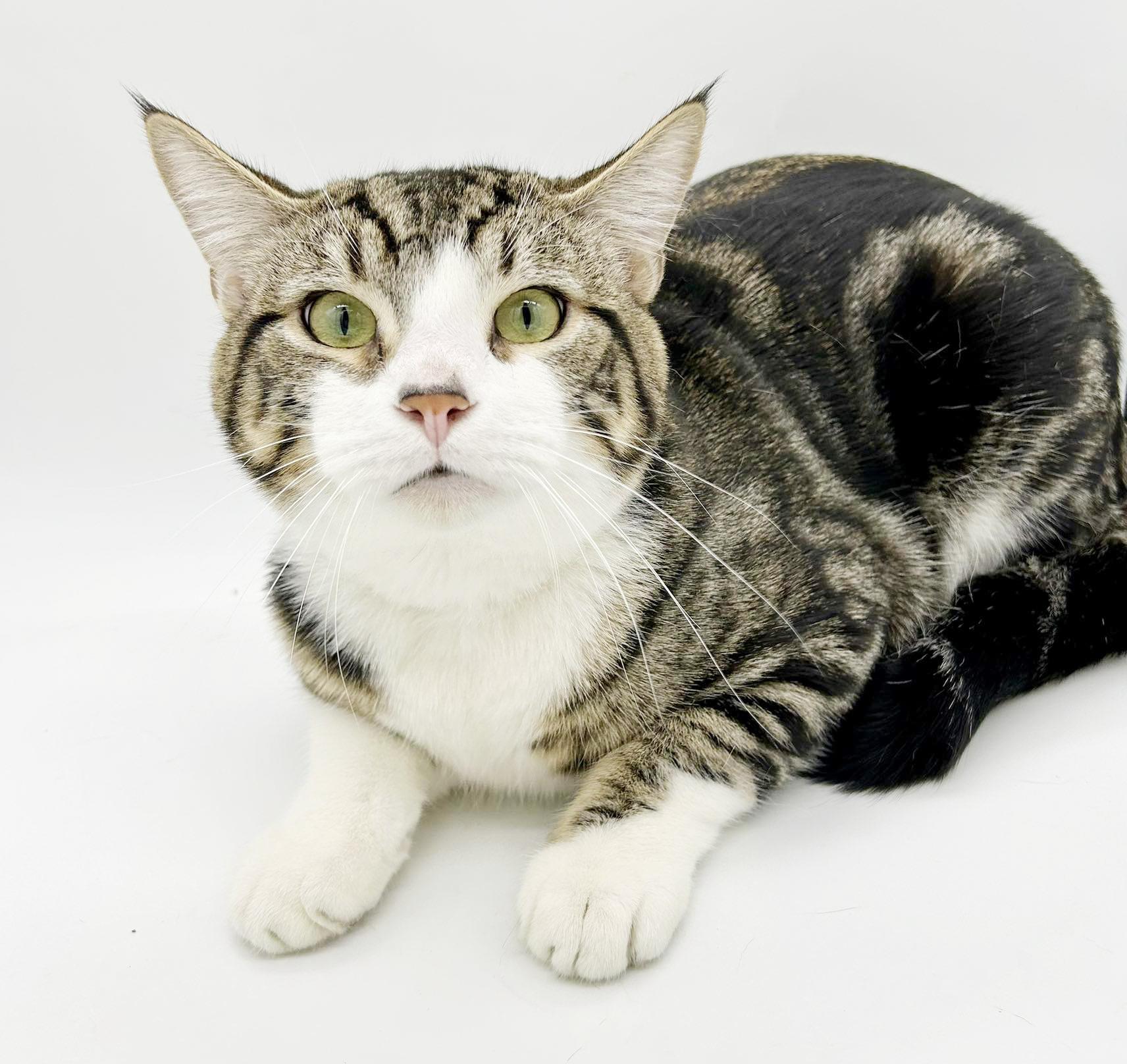 Enlarge Tiger is terrrifffficcc!!  Overlooked for NO reason!  THERAPY LAP KITTEN - VIDEOS, a Adoptable mixed breed in Bedford Hills, NY image 5/6