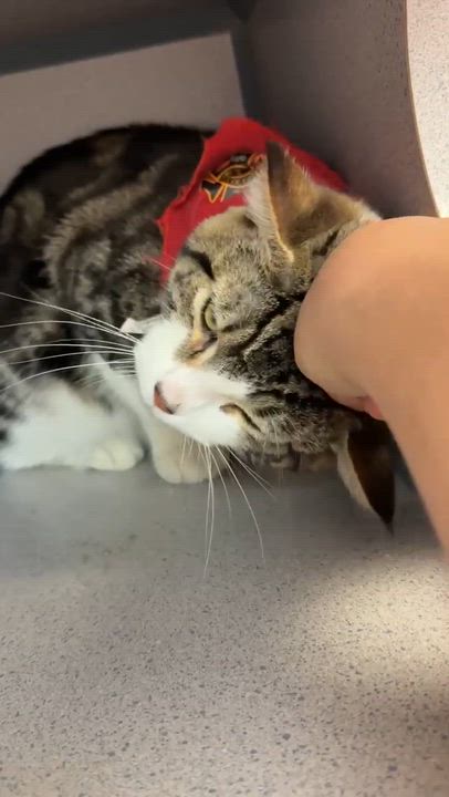 Enlarge Tiger is terrrifffficcc!!  Overlooked for NO reason!  THERAPY LAP KITTEN - VIDEOS, a Adoptable mixed breed in Bedford Hills, NY video 2/6