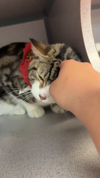 Enlarge Tiger is terrrifffficcc!!  Overlooked for NO reason!  THERAPY LAP KITTEN - VIDEOS, a Adoptable mixed breed in Bedford Hills, NY video 4/6