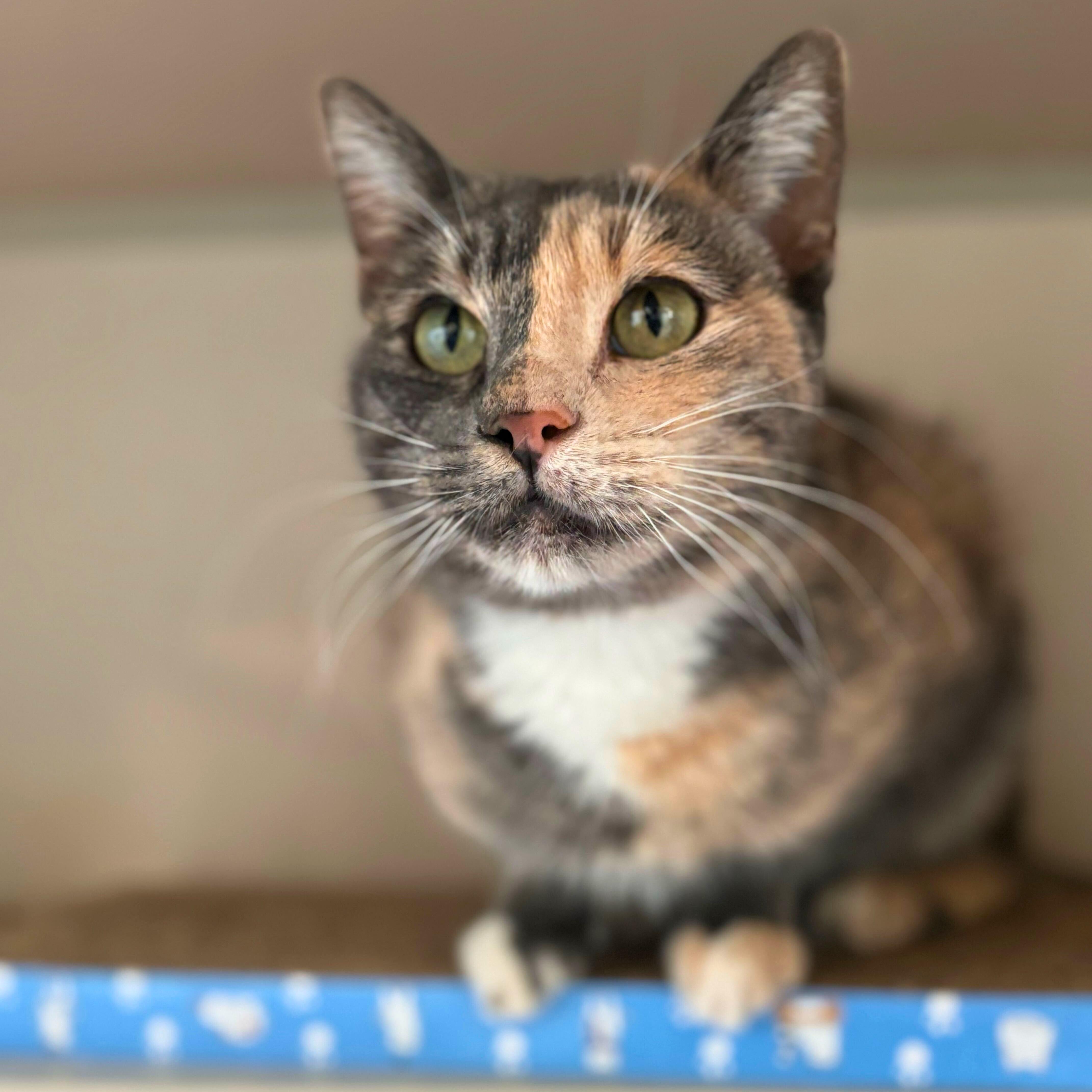 Enlarge Maggie, an adoptable mixed breed in Ridgway, CO image 2/6