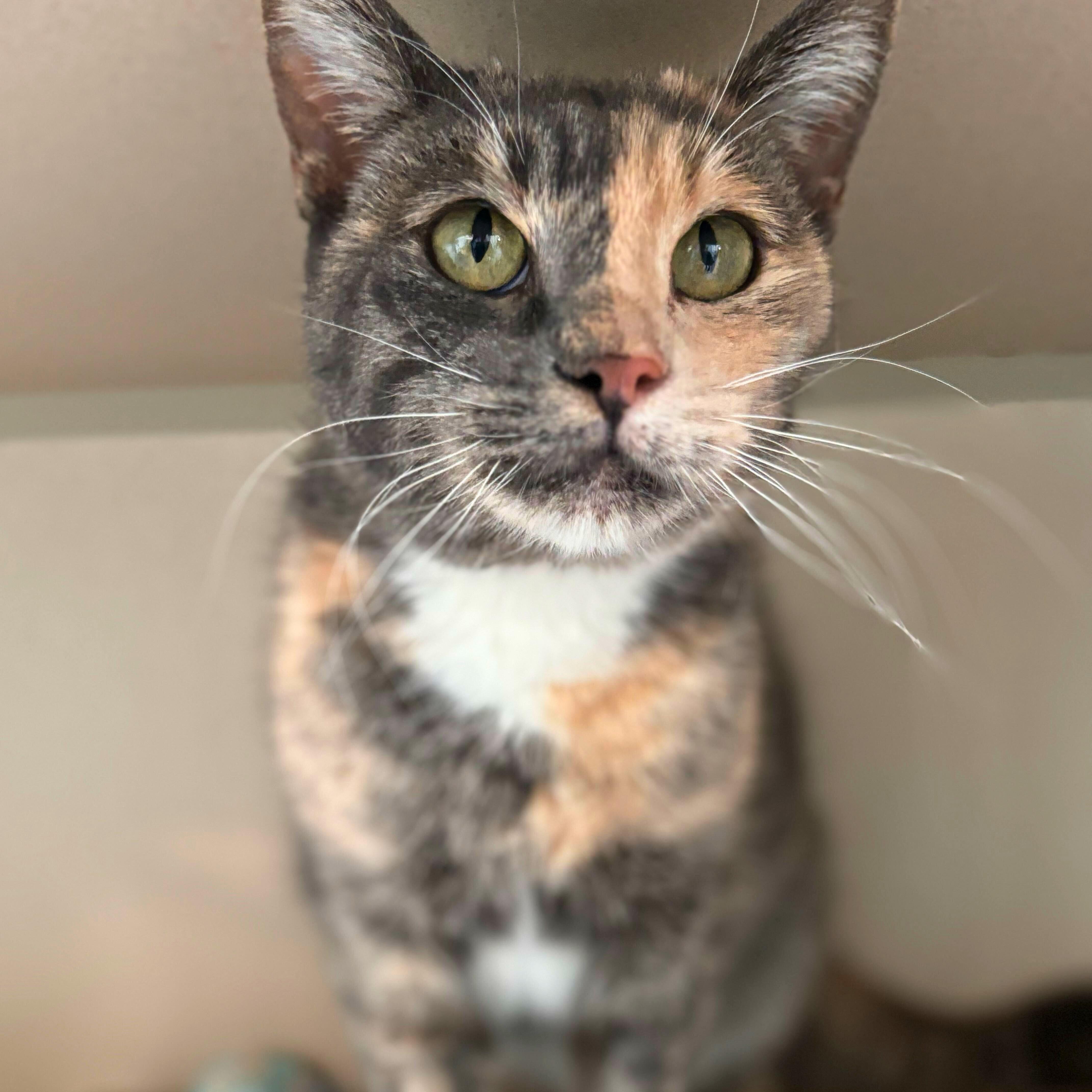 Enlarge Maggie, an adoptable mixed breed in Ridgway, CO image 4/6