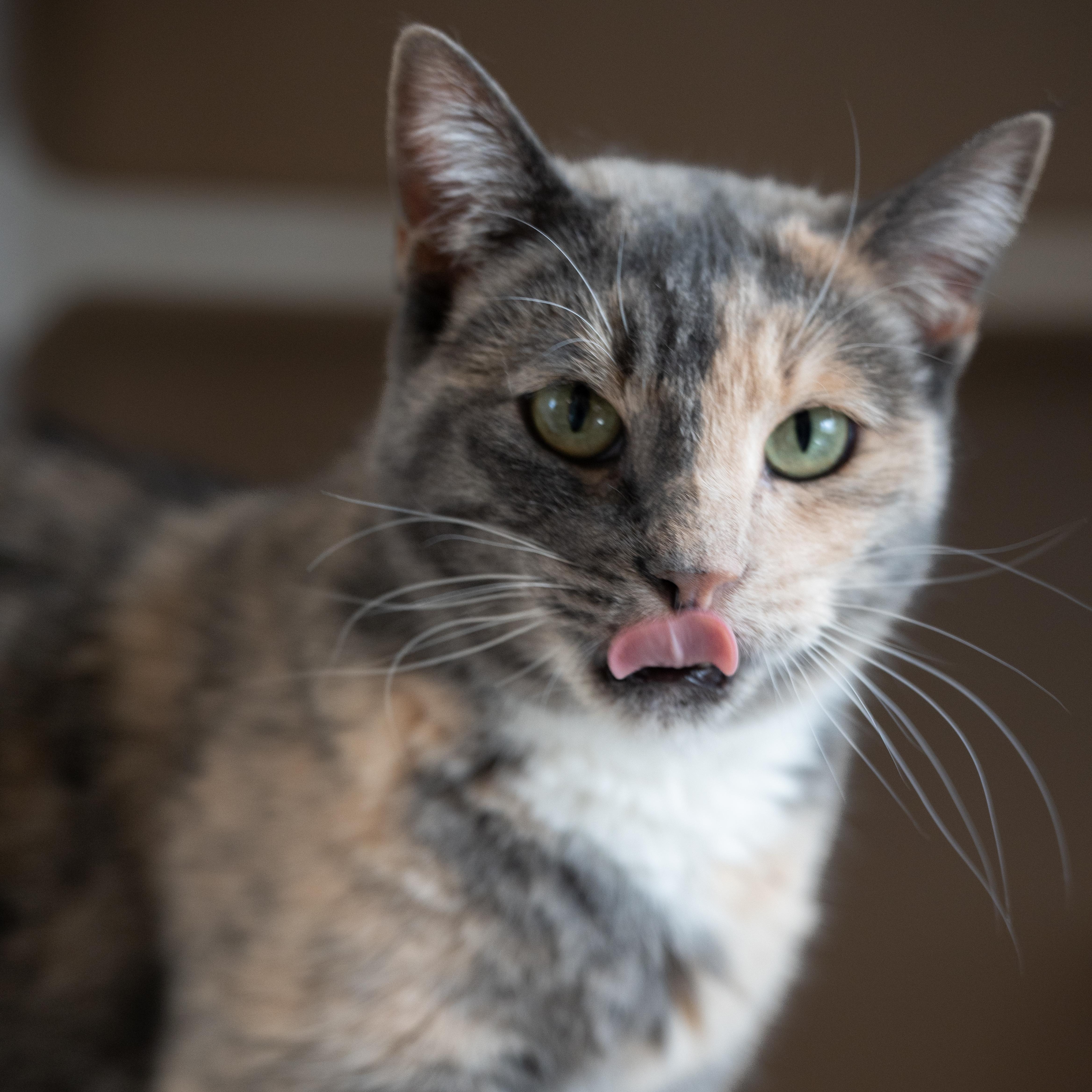 Maggie, adoptable, Adult Female Domestic Short Hair.