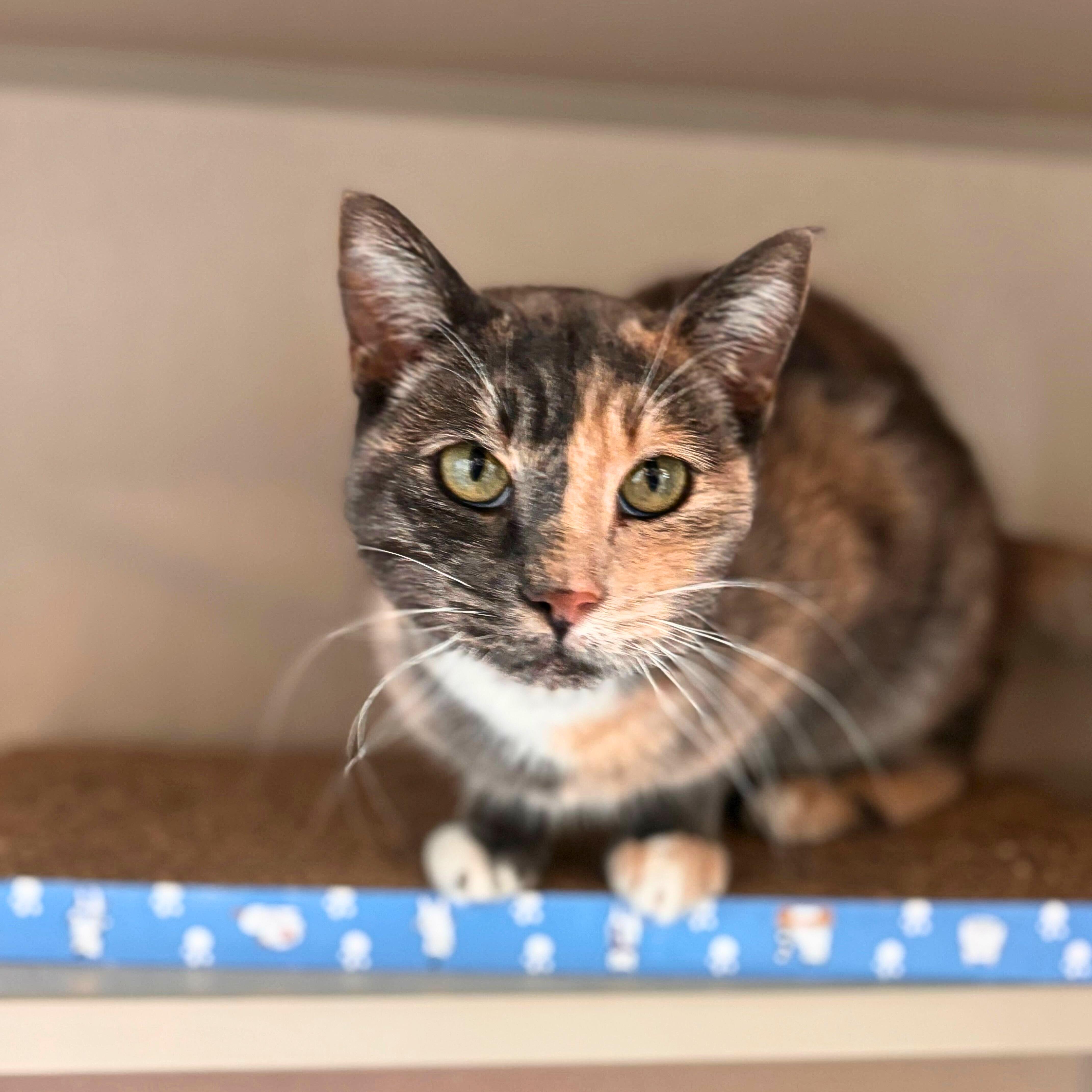 Enlarge Maggie, an adoptable mixed breed in Ridgway, CO image 6/6