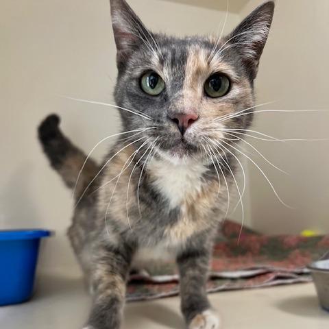 Maggie, adoptable, Adult Female American Shorthair.