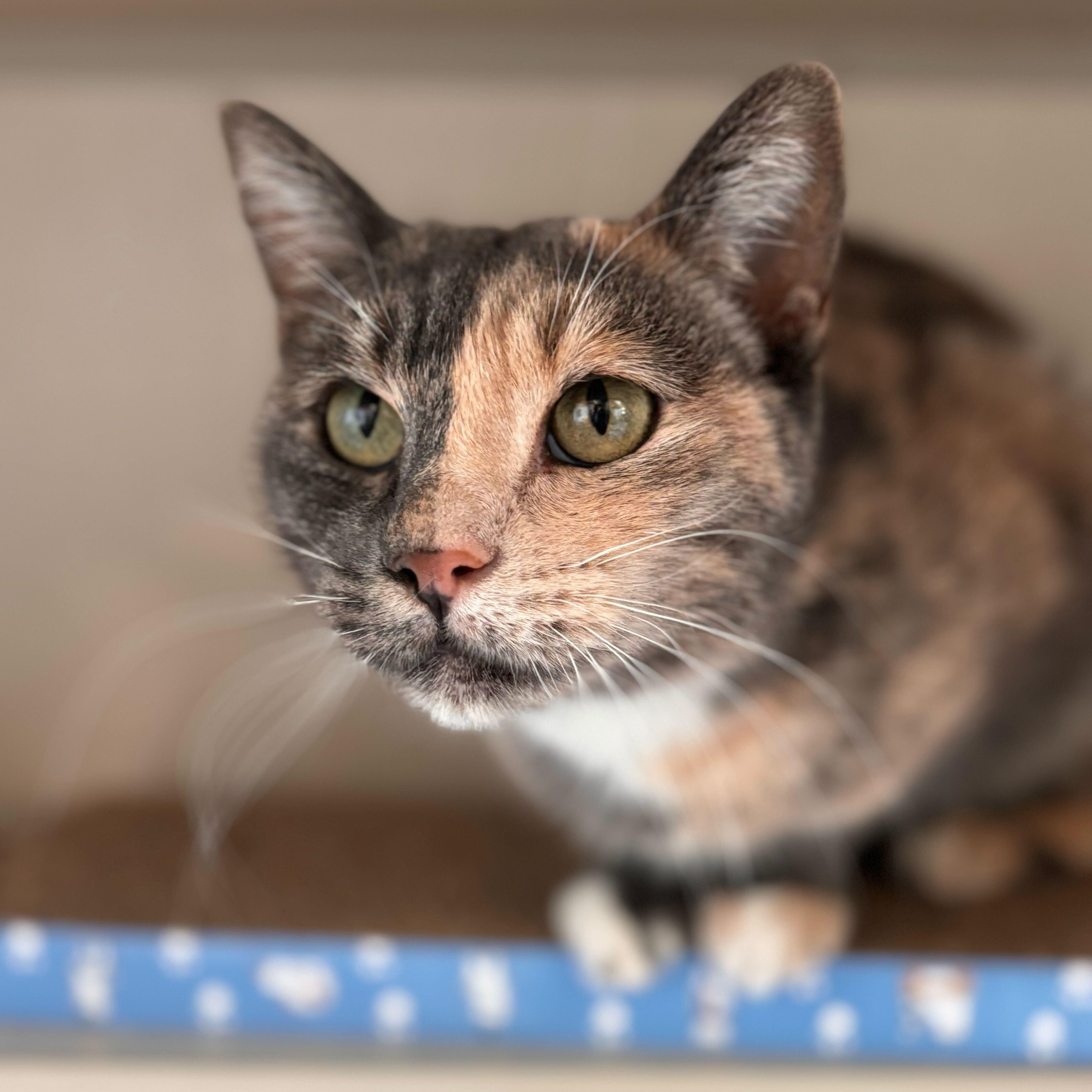 Enlarge Maggie, an adoptable mixed breed in Ridgway, CO image 3/6