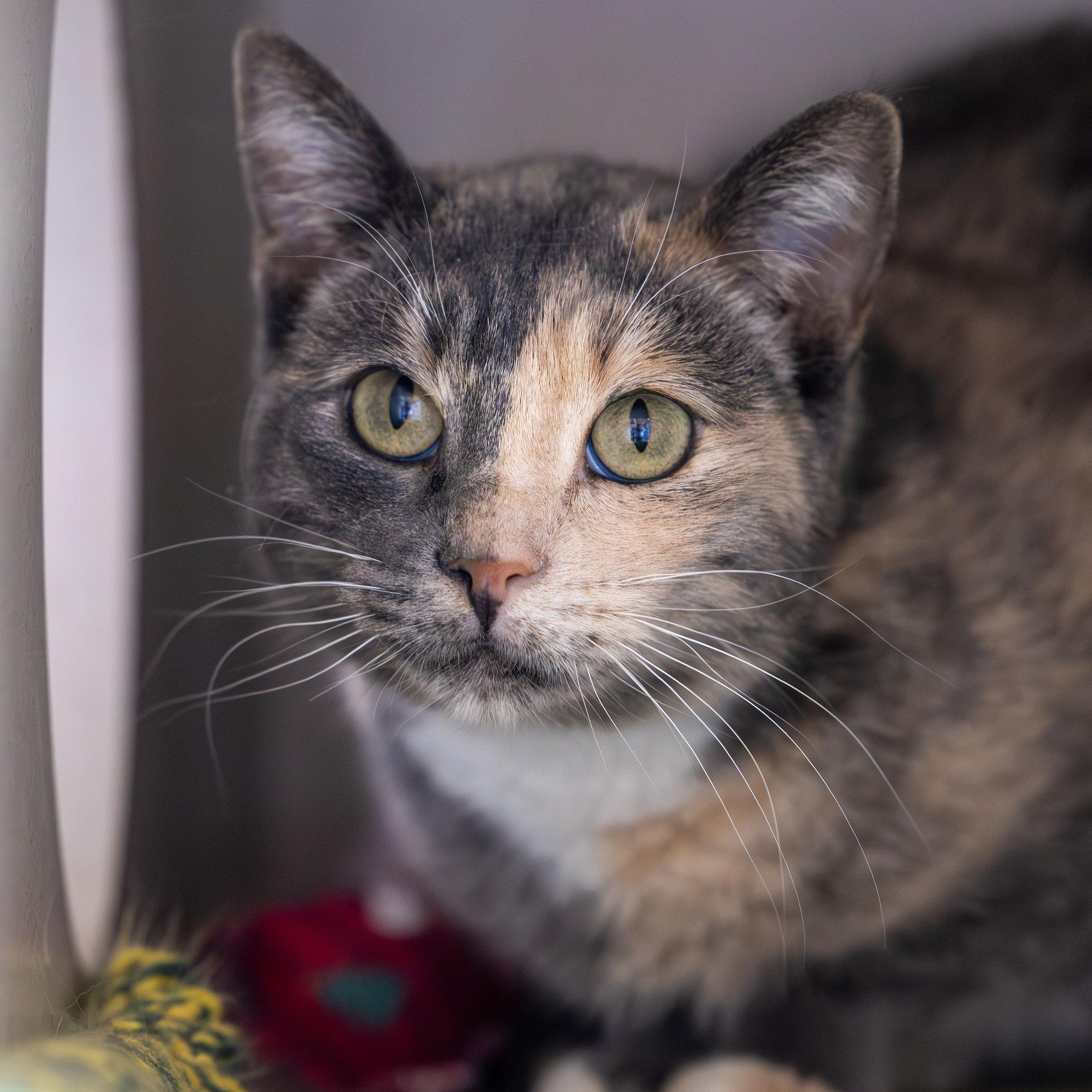 Enlarge Maggie, an adoptable mixed breed in Ridgway, CO image 1/6