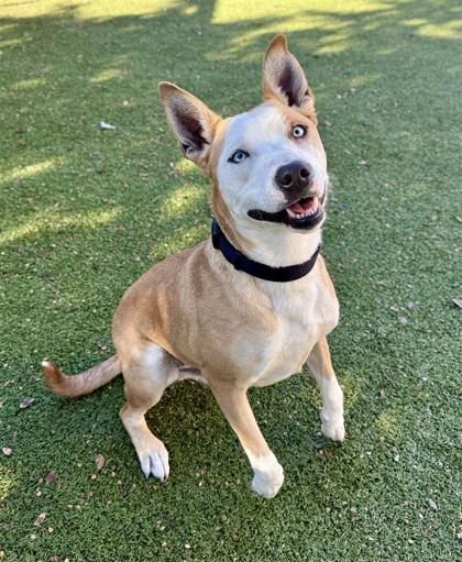 Enlarge Leo, a Adoptable mixed breed in Hutchinson, KS image 1/3