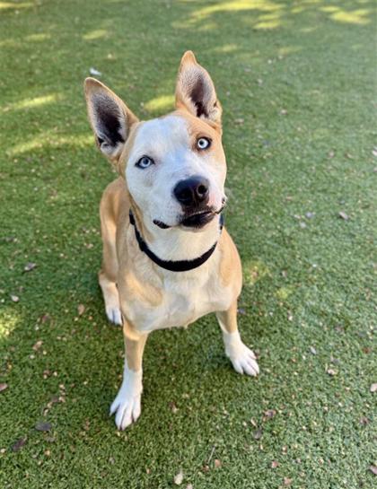 Enlarge Leo, a Adoptable mixed breed in Hutchinson, KS image 2/3