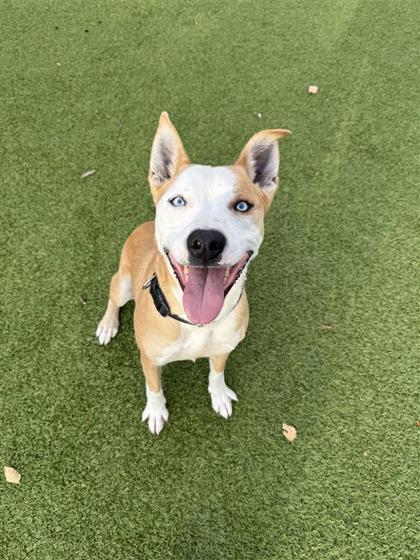 Enlarge Leo, a Adoptable mixed breed in Hutchinson, KS image 3/3