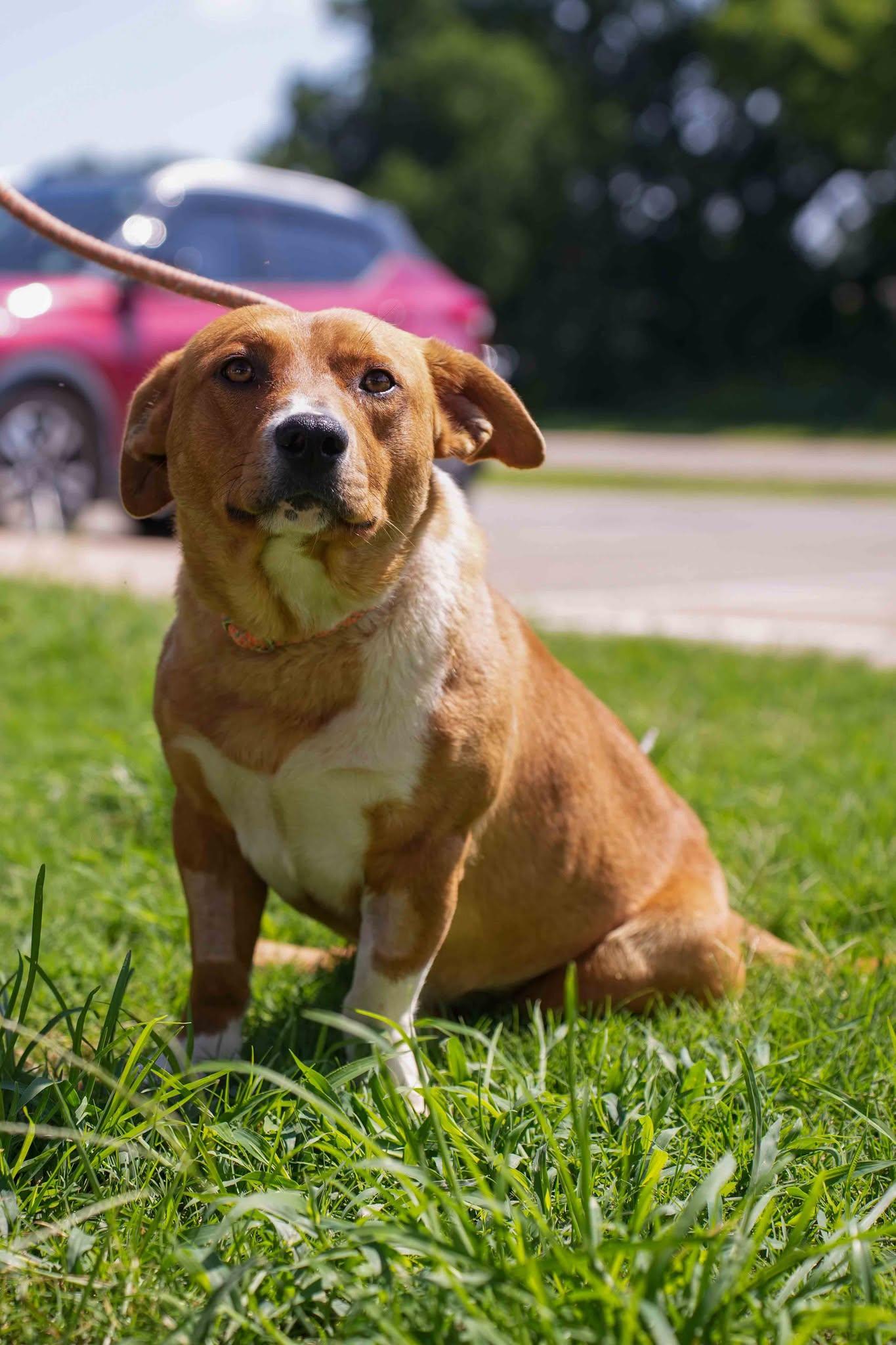Rocky, ADOPTABLE, Adult Male Basset Hound & Corgi.