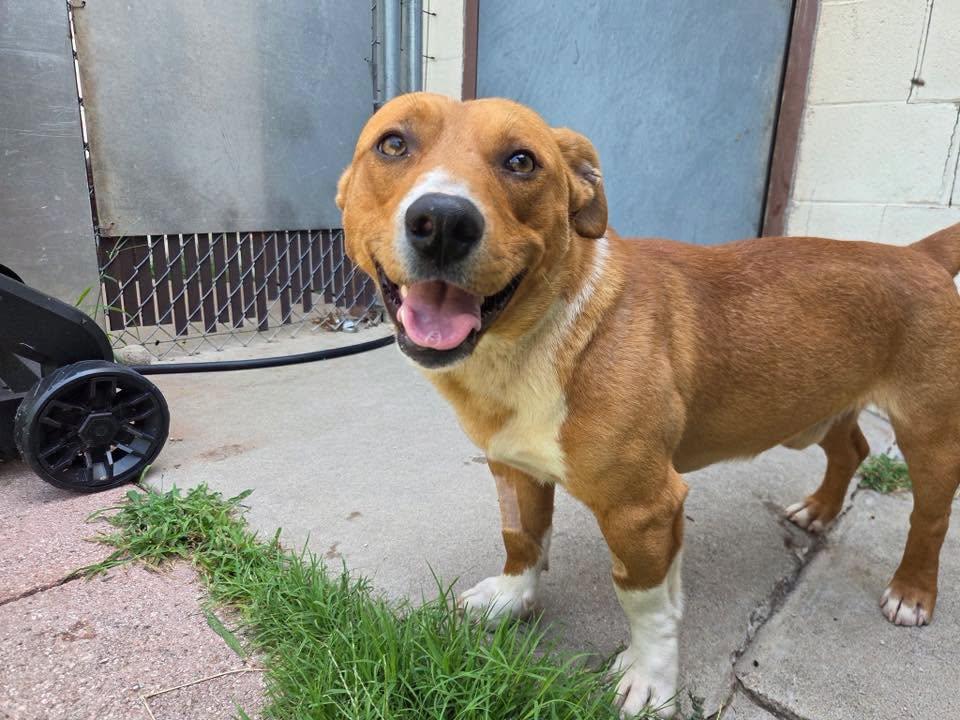 Rocky, a ADOPTABLE mixed breed in Stillwater, OK image 2/2
