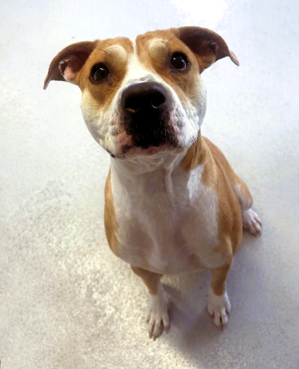Lady Lou, Adoptable, Young Female Pit Bull Terrier.