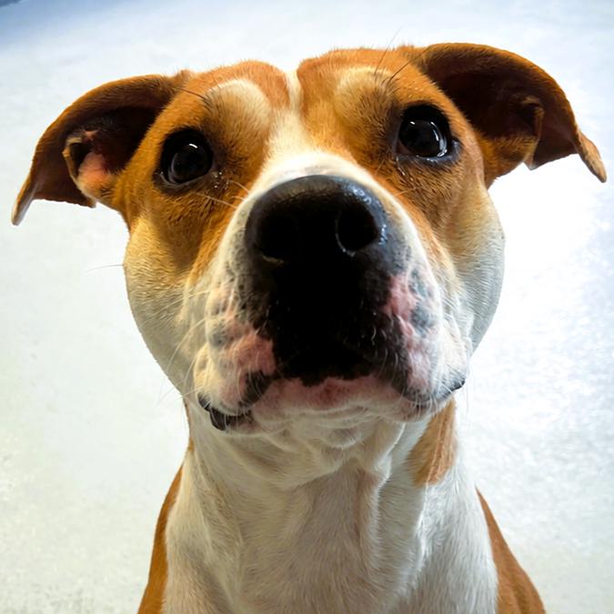 Enlarge Lady Lou, a Adoptable Pit Bull Terrier in Framingham, MA image 2/3