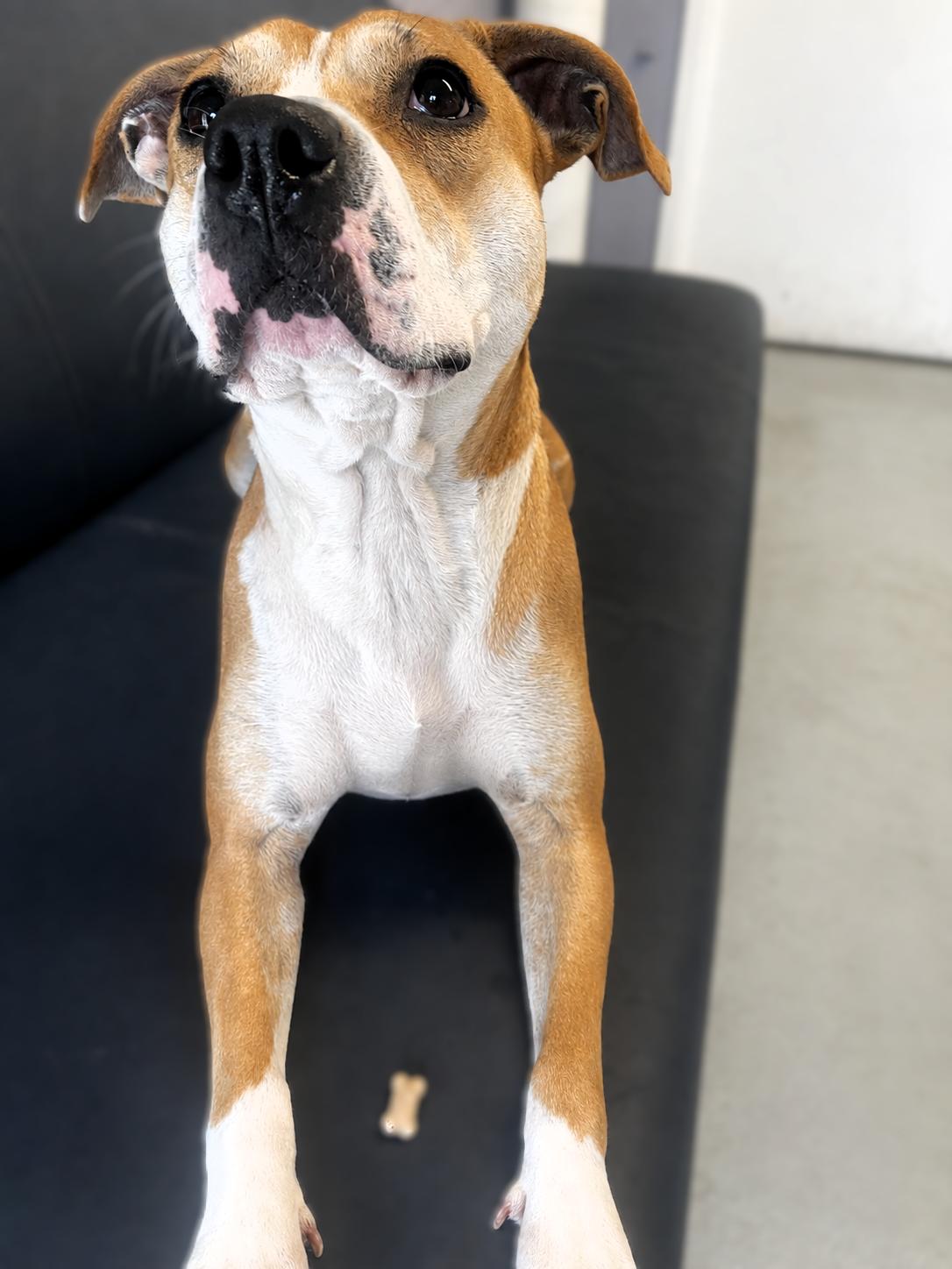 Enlarge Lady Lou, a Adoptable Pit Bull Terrier in Framingham, MA image 3/3