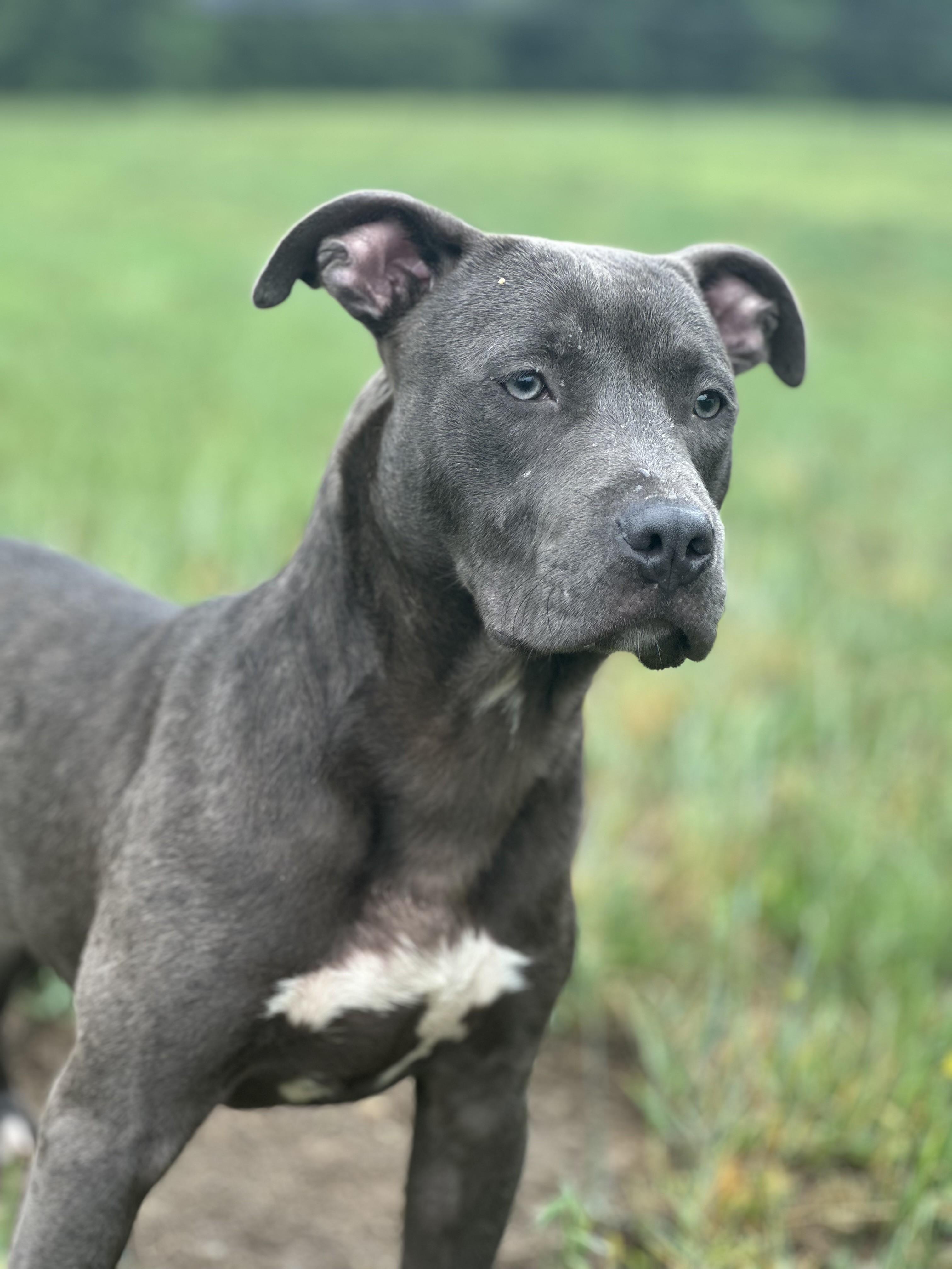 Enlarge Propane, a ADOPTABLE mixed breed in Stafford, VA image 1/1