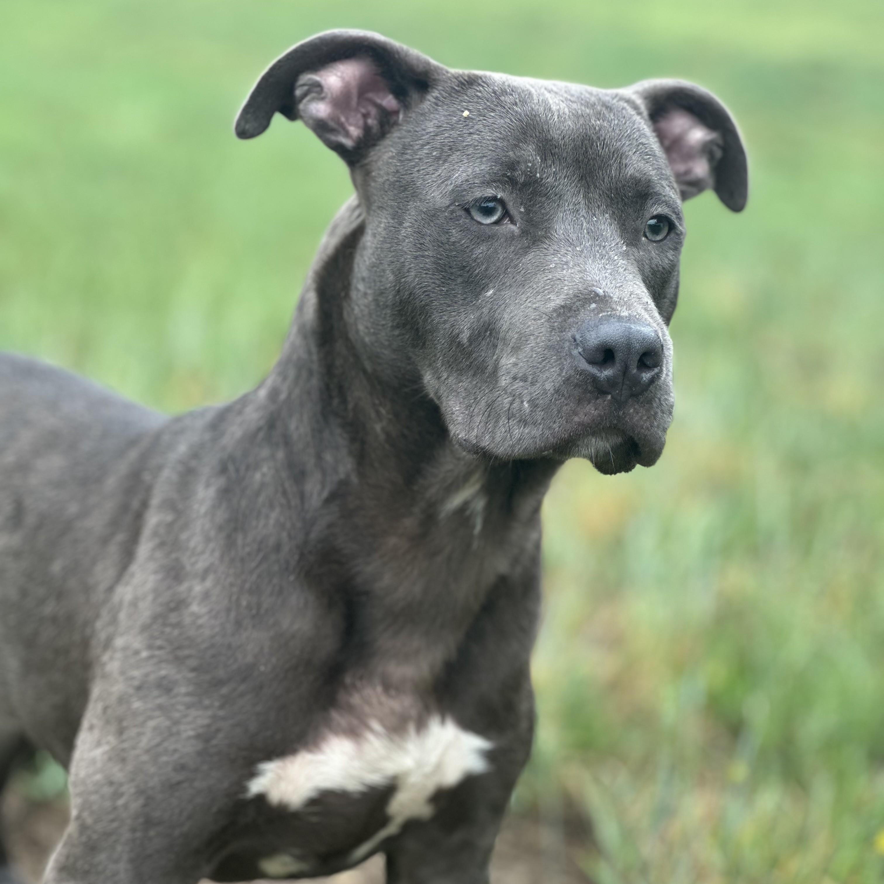 Enlarge Propane, a ADOPTABLE mixed breed in Stafford, VA image 1/1