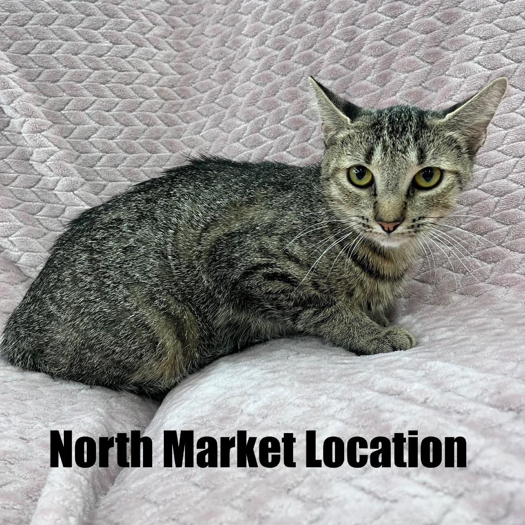 Enlarge Madonna, a Adoptable Domestic Short Hair in Raleigh, NC image 1/5