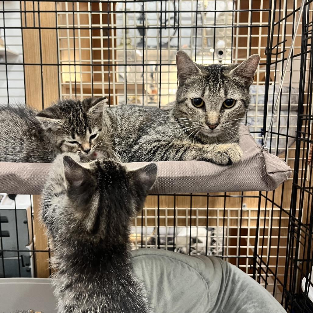 Enlarge Madonna, a Adoptable Domestic Short Hair in Raleigh, NC image 2/5